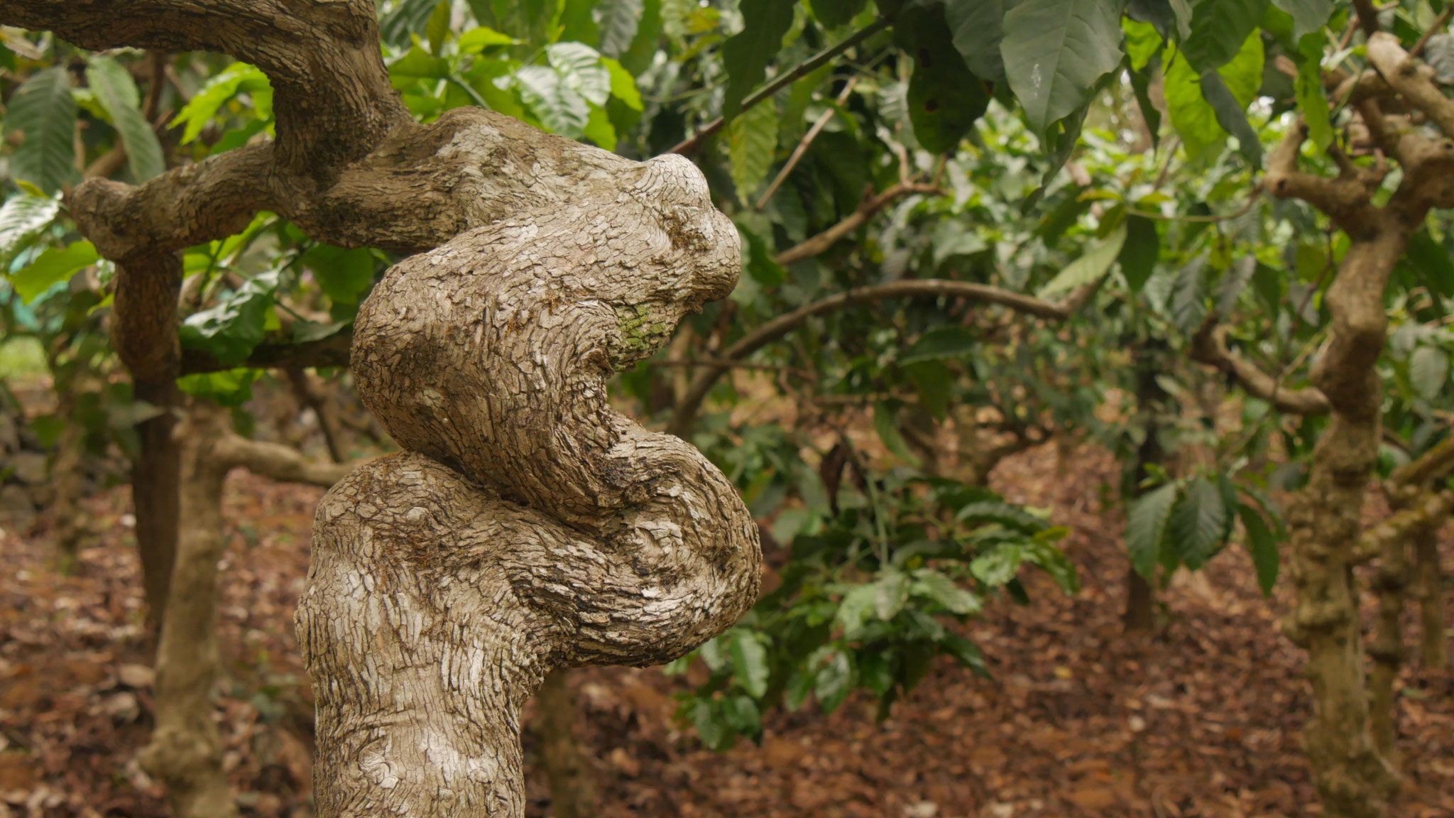 Die 60-100 Jahre alten Bäume haben etwas Magisches