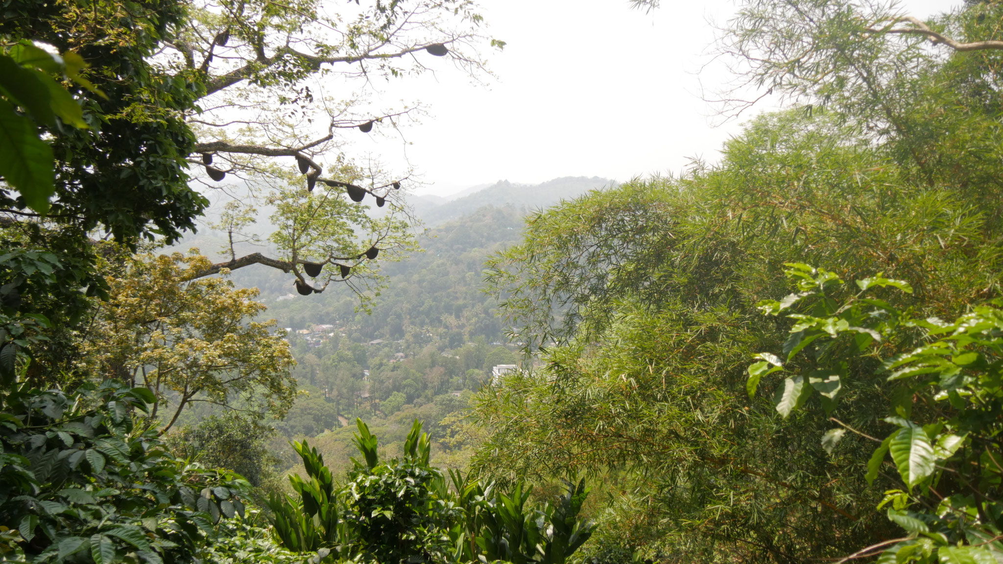 Der Anbau in so steilem Gelände ist eine Herausforderung