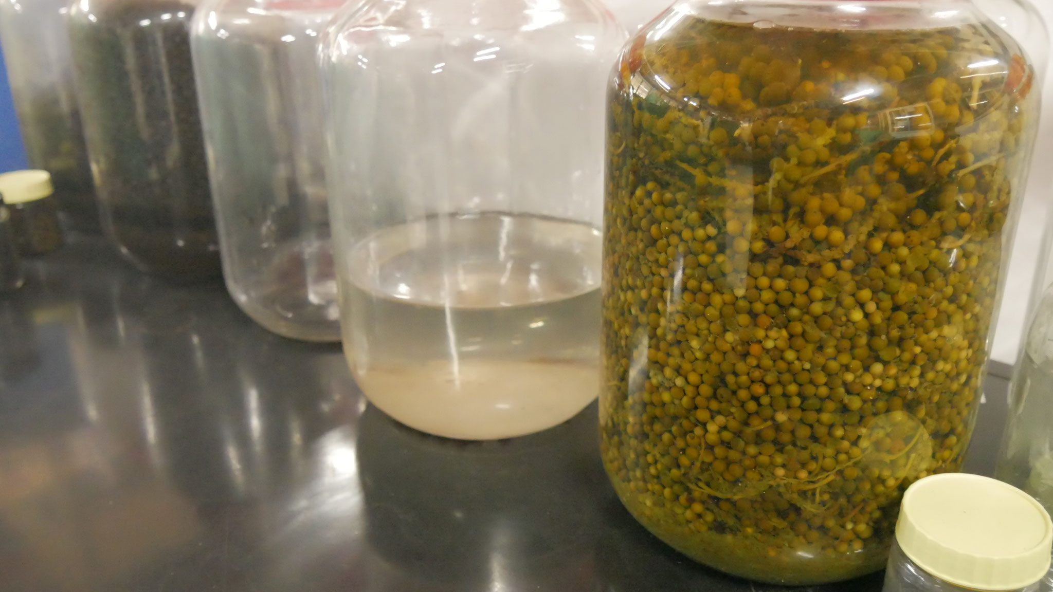 Fermentierter Pfeffer in der Mache