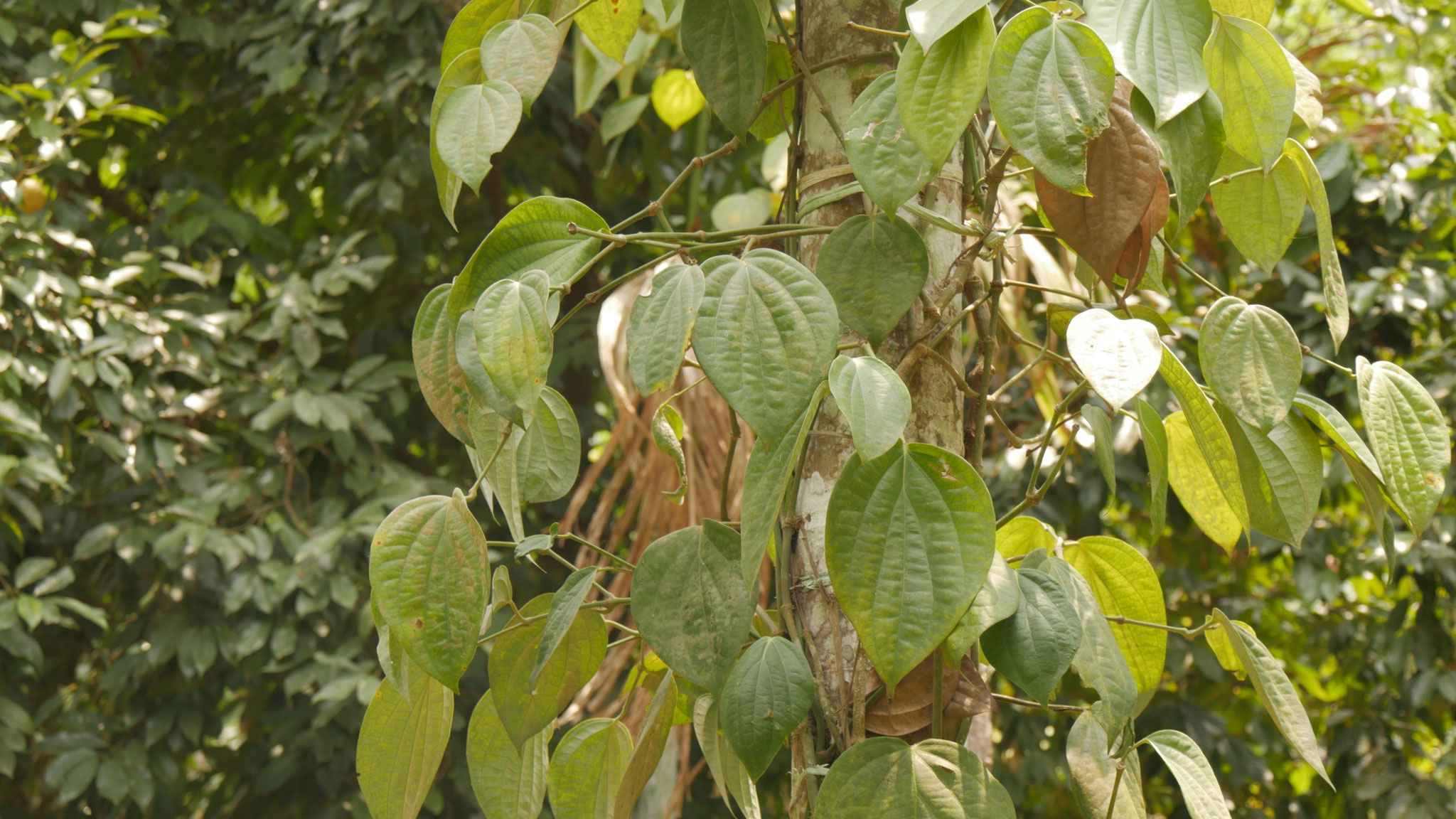Symbiose - Pfeffer rankt an einem den Kaffeepflanzen schattenspendenen Baum empor