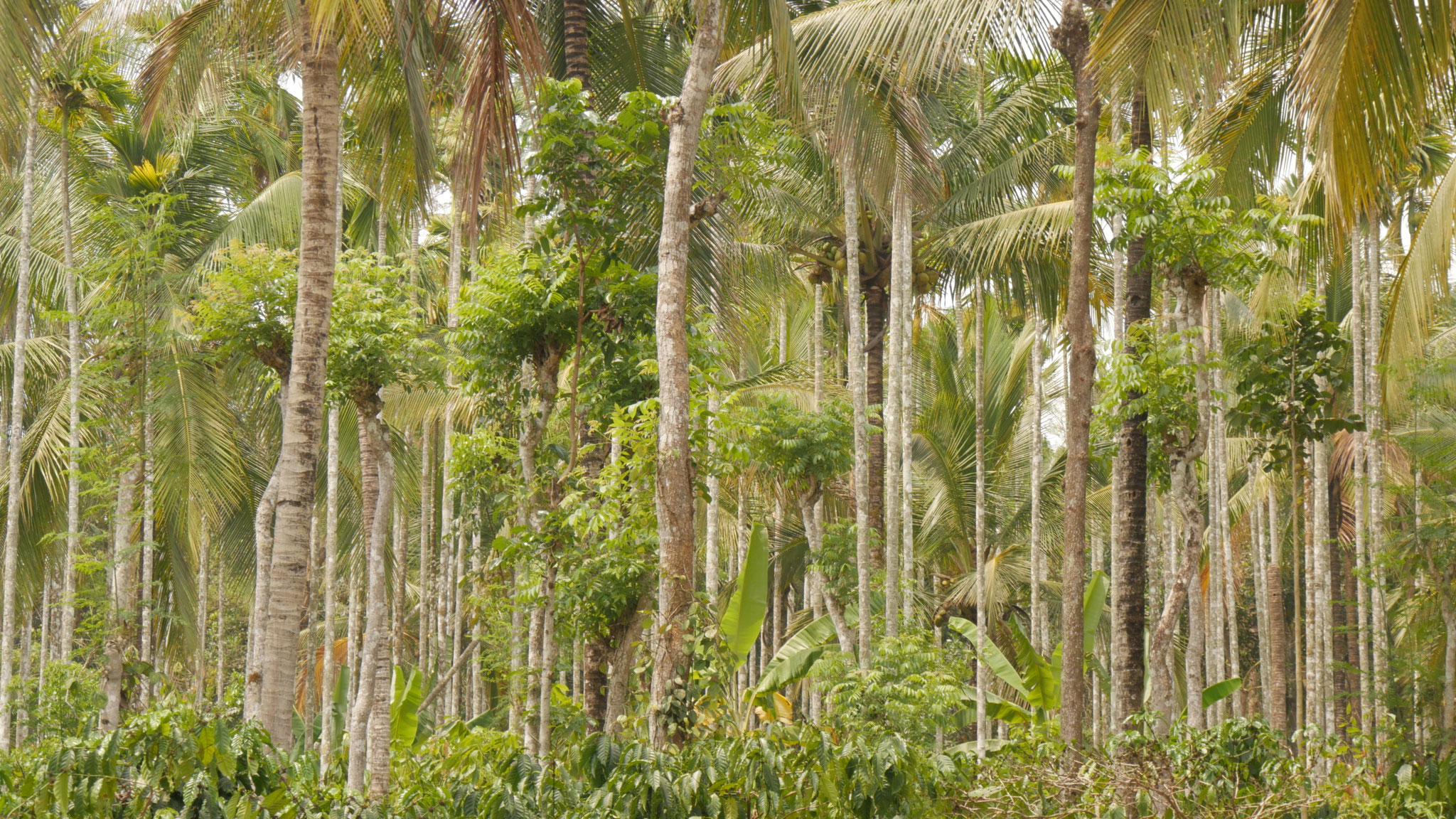 Kaffeepflanzen und Schattenbäume
