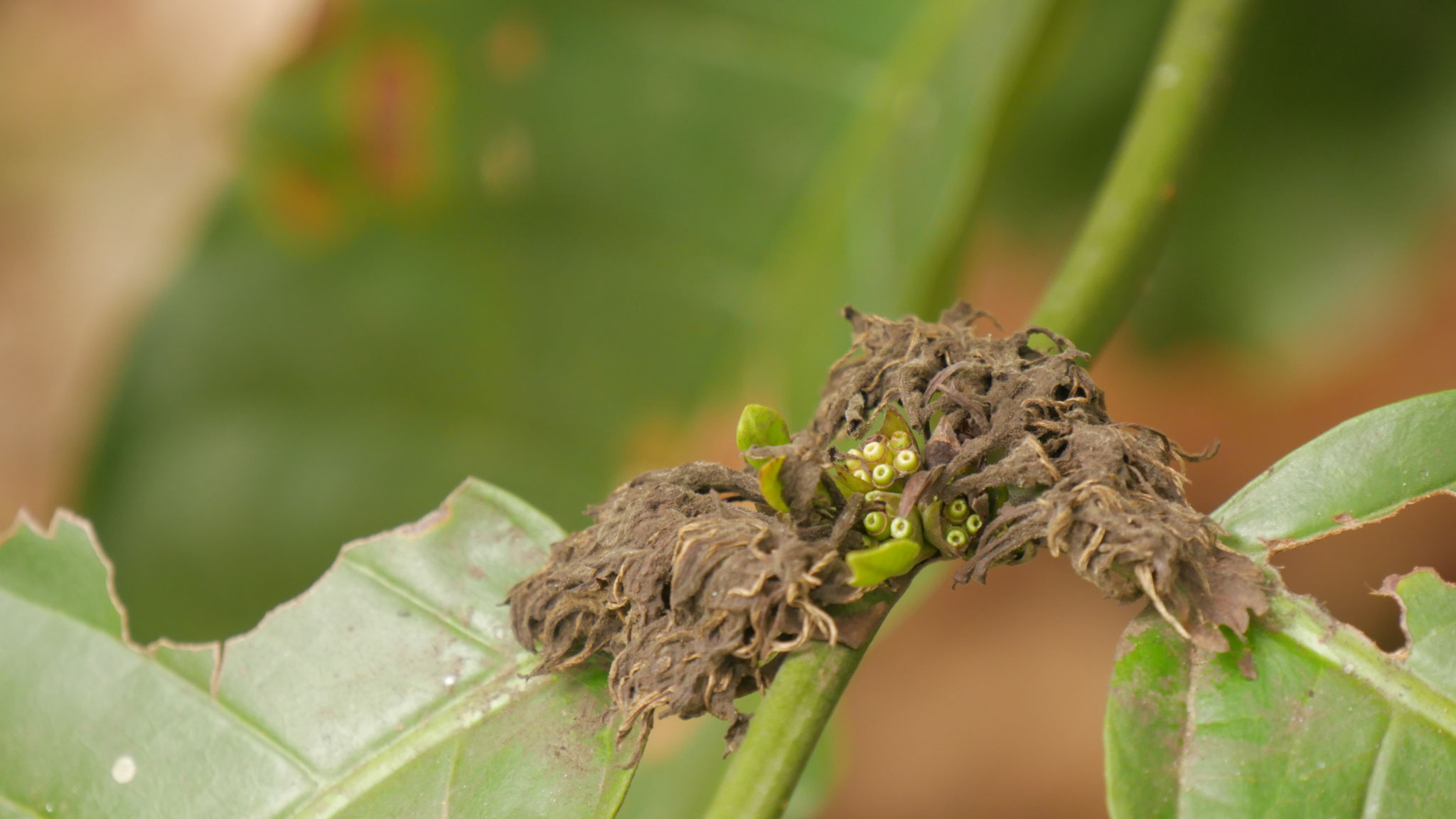 Nach der Blüte kommt die Frucht