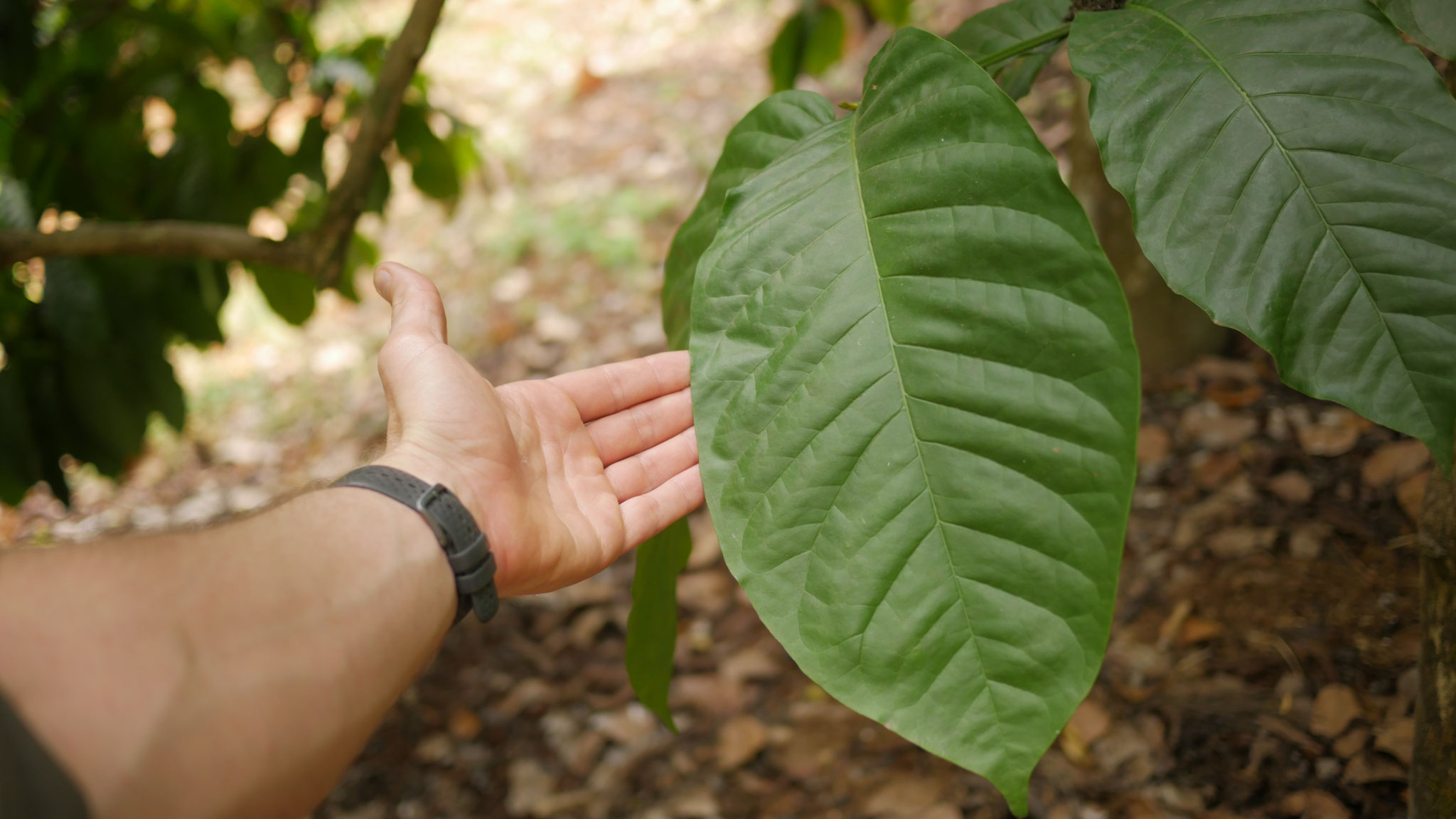 Robustapflanze mit Größenwahn