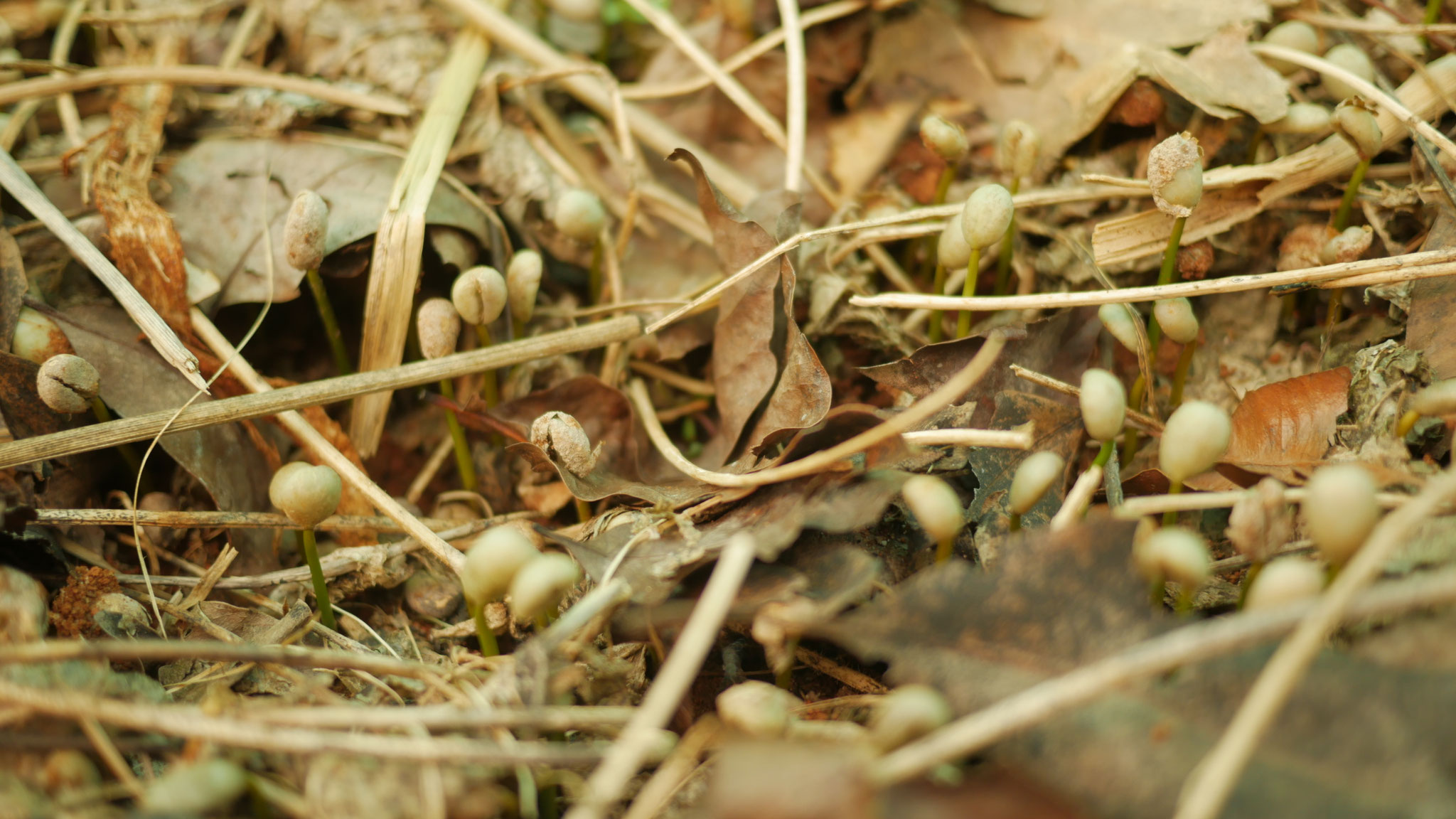 Anzucht von Setzlingen