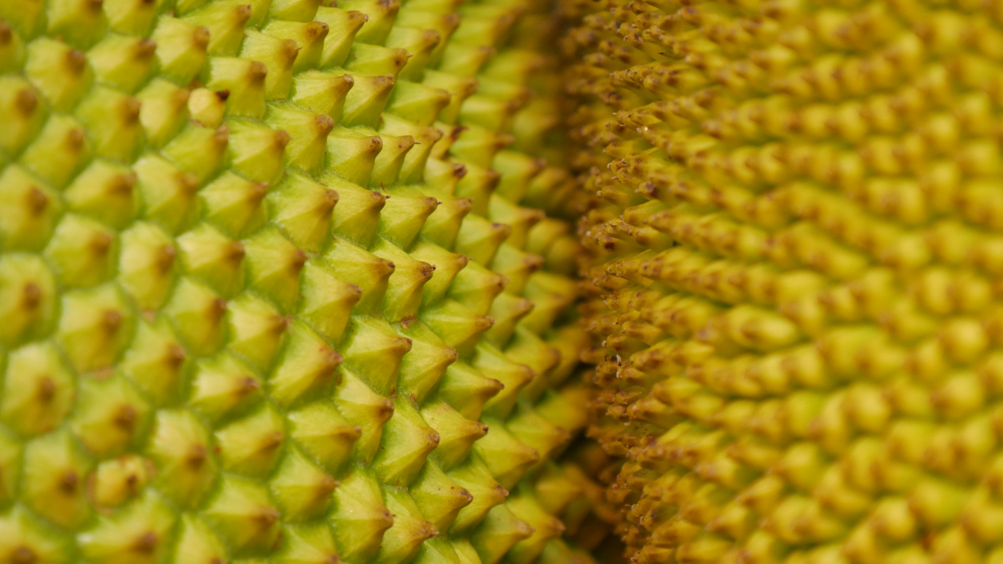 Jackfruit