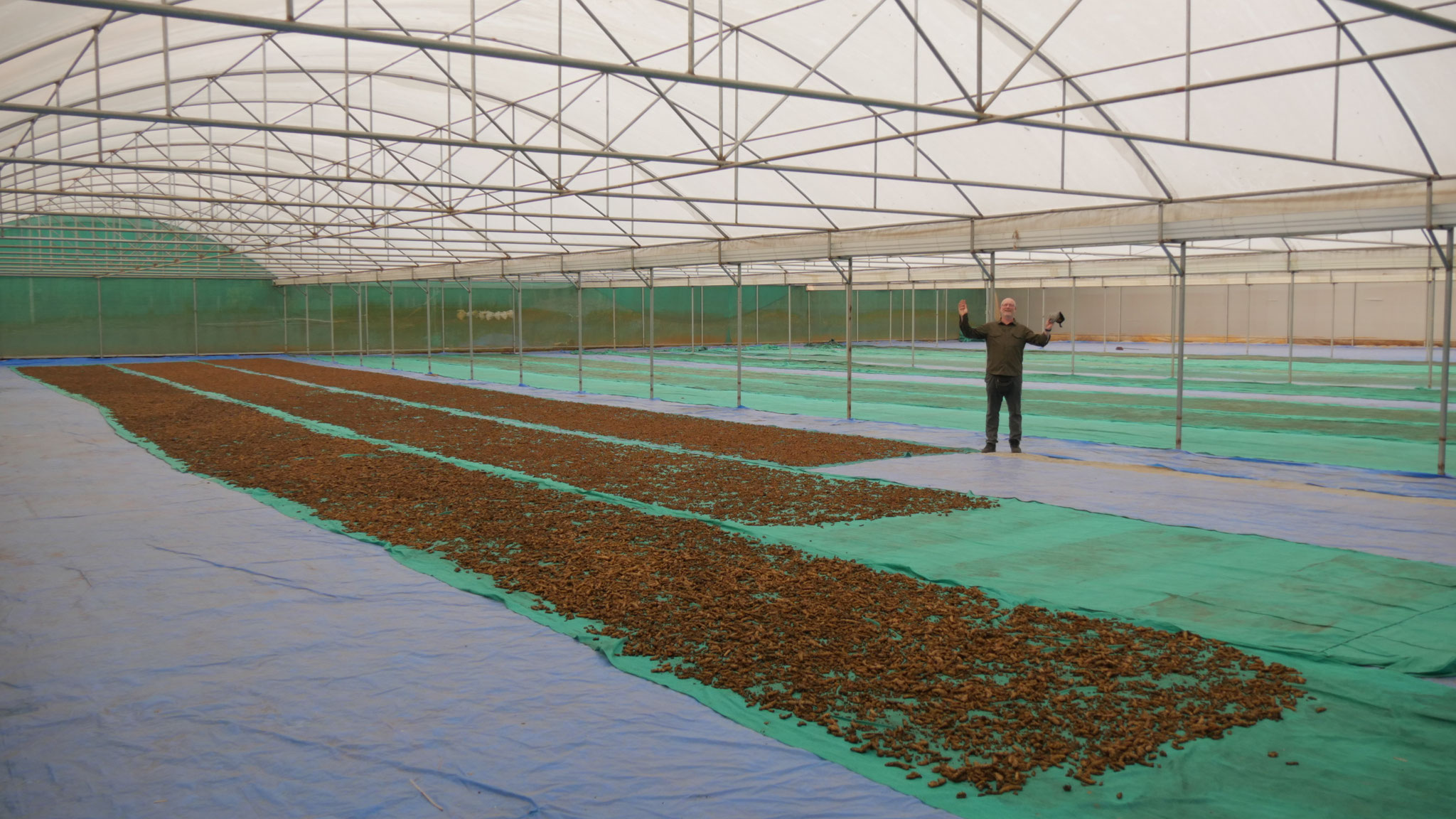 Statt Kaffee wird hier gerade Kurkuma getrocknet