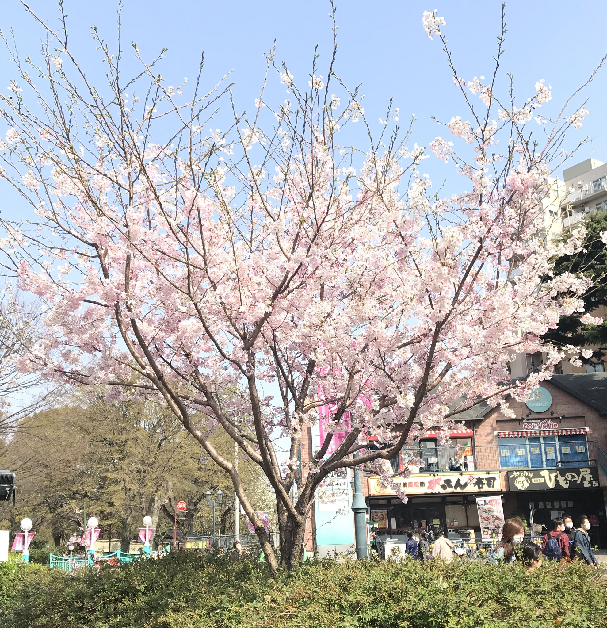 豊島園駅前の桜