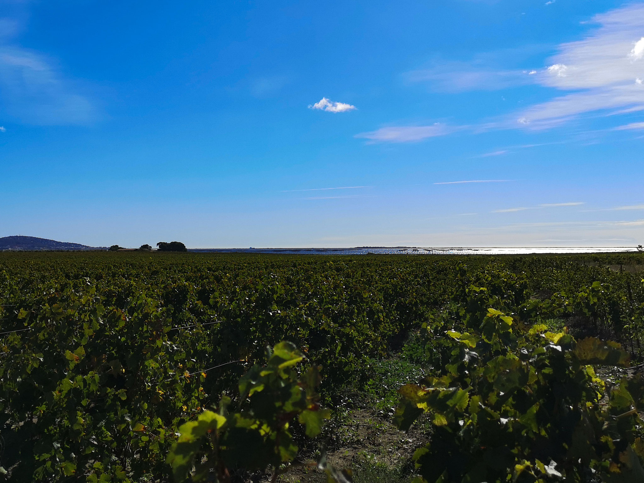 Wijngaard, uitzicht op de oesterkwekerijen
