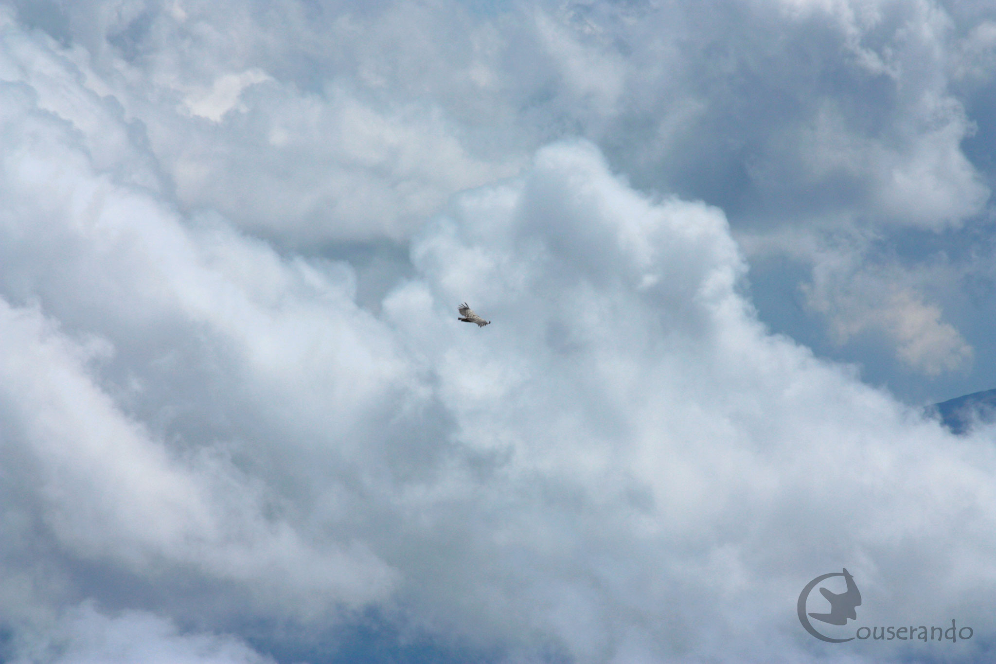 Vautour perdu dans les nuages - Doriane GAUTIER, Couserando - Randonnées Nature Ariège Pyrénées