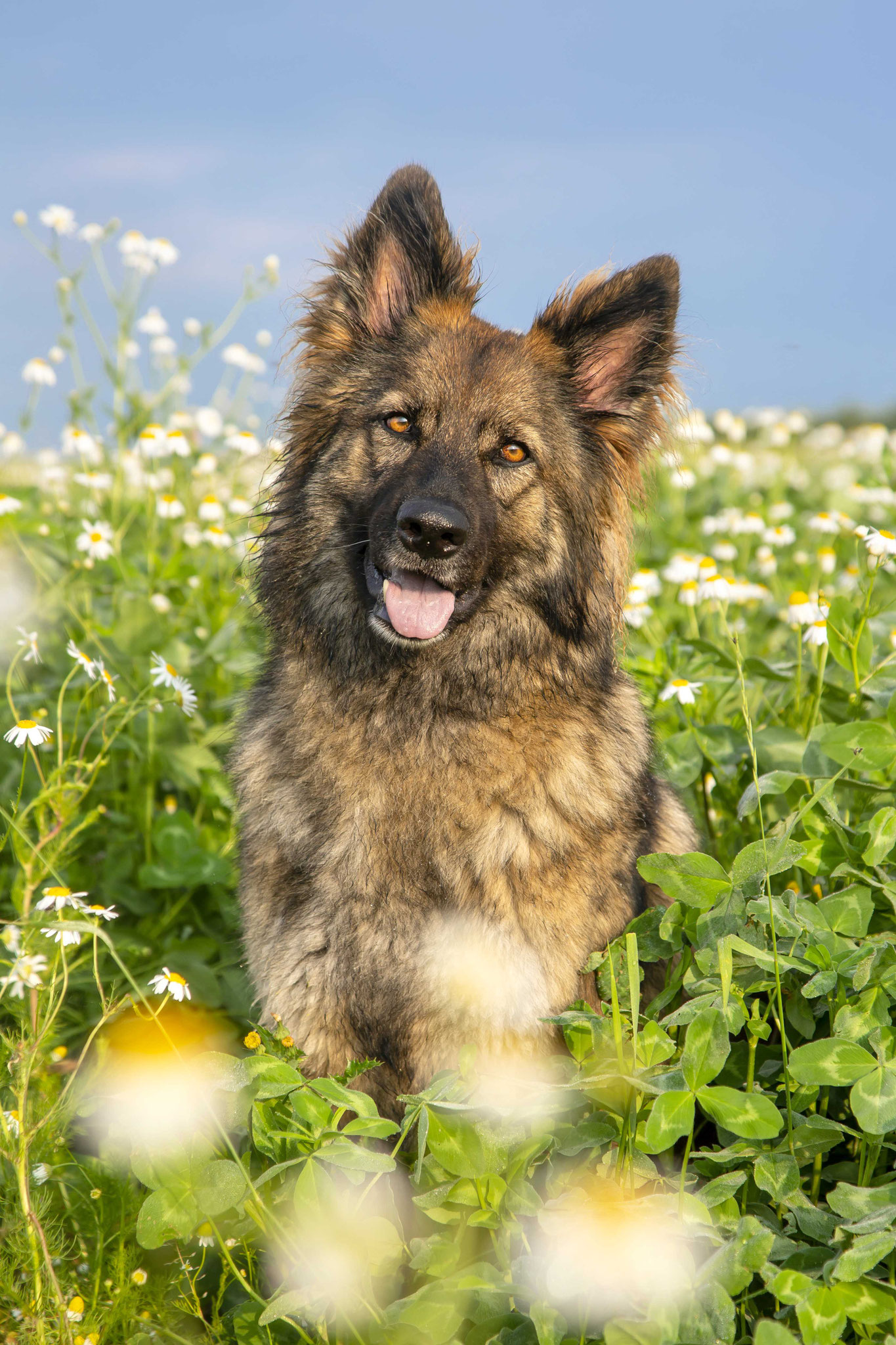 Hunde Portrait