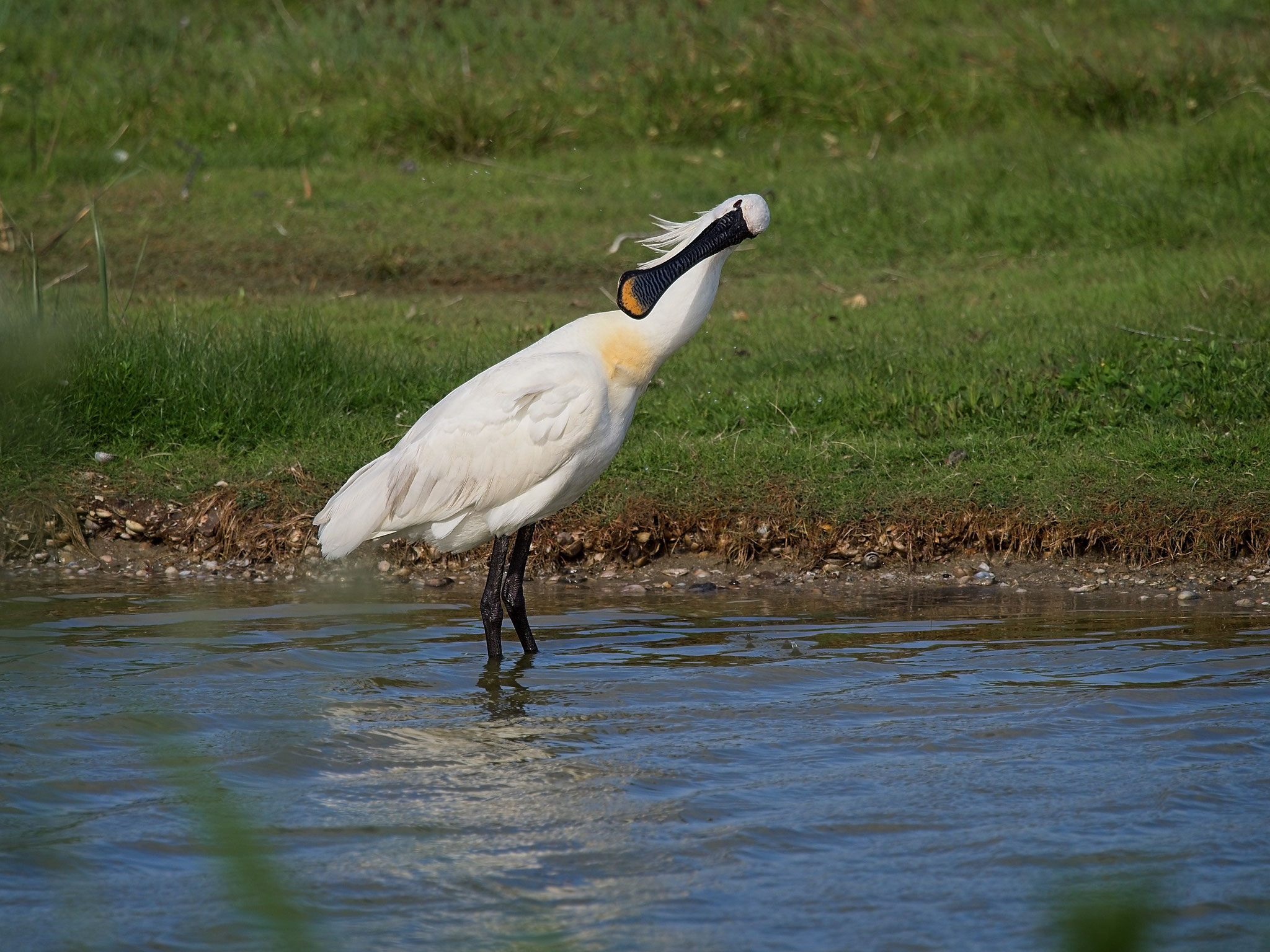 Löffler, Texel, Niederlande
