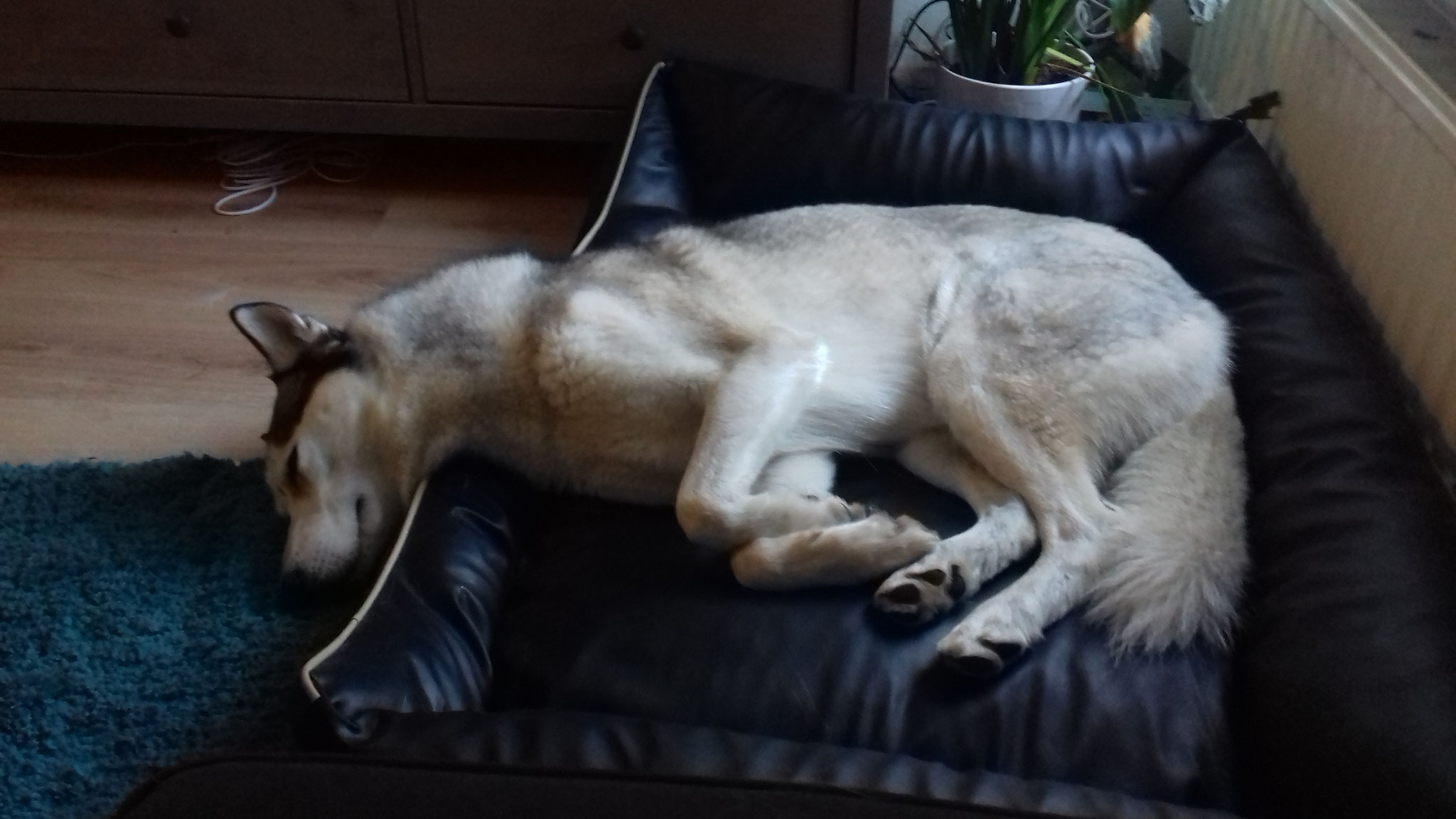 Husky Kai lag heerlijk te slapen na een wandeling van 1,5 uur