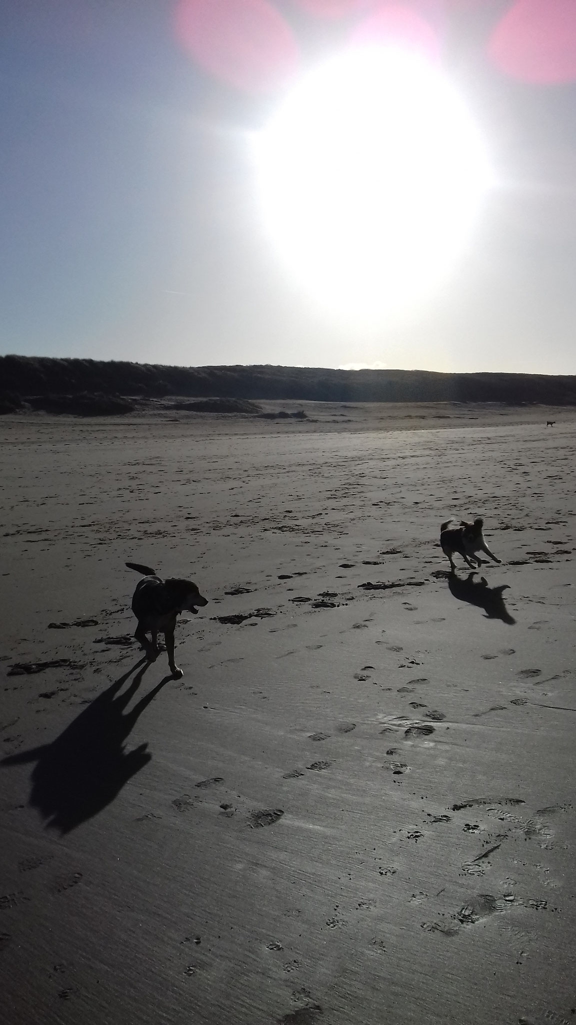 Astor op het strand - Januari