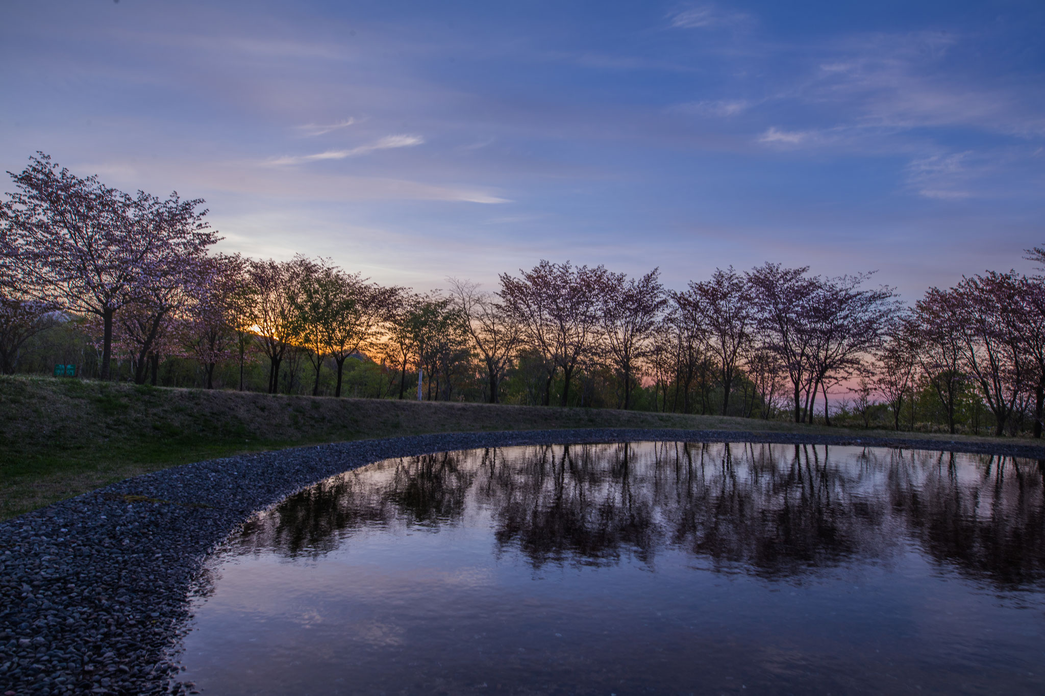 室蘭 だんパラ総合公園　夜明けの桜 EOS 6D ＋ SIGMA 35ｍｍ f1.4