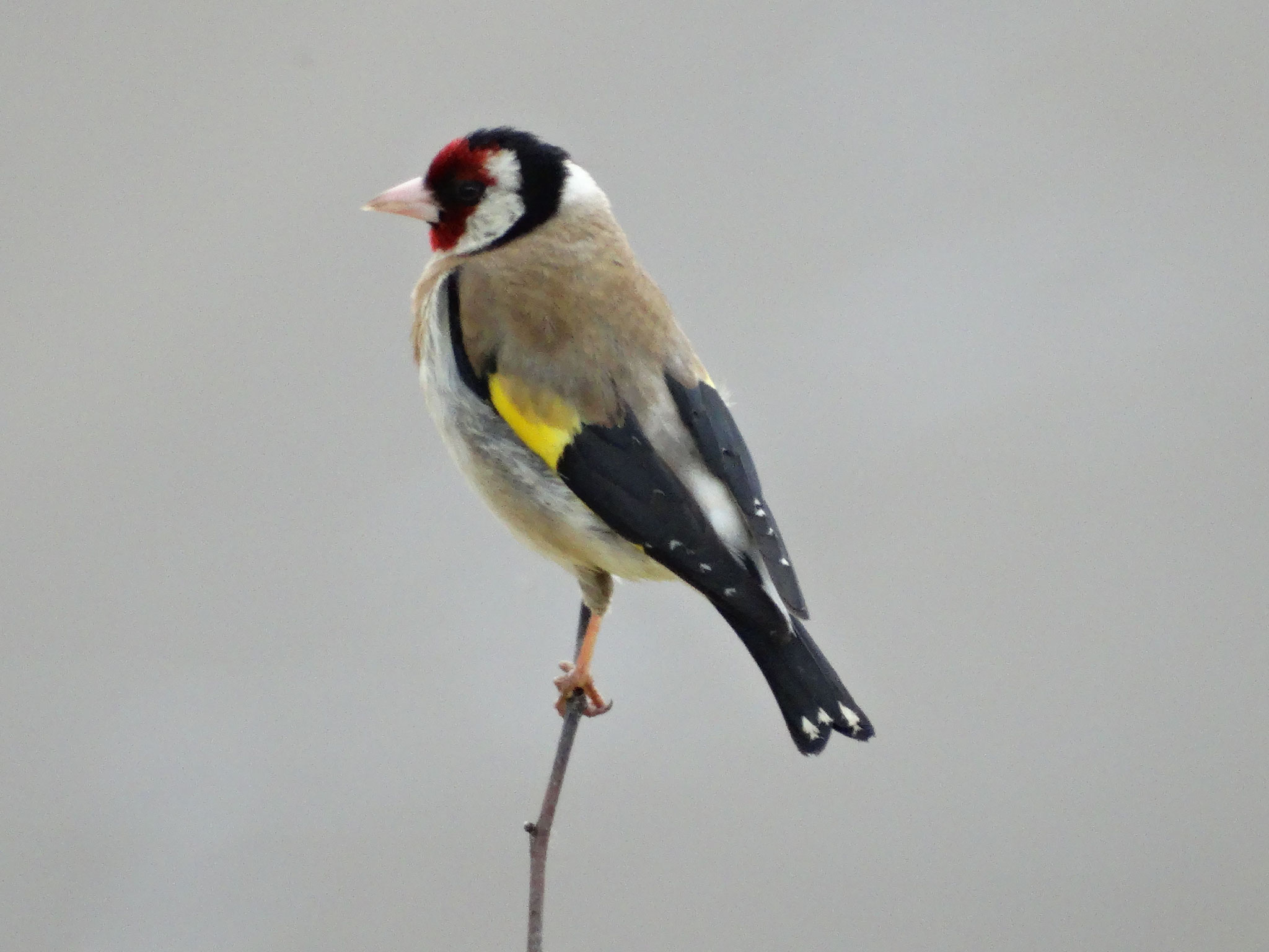 Einheimische Wildvögel - vogelliebhaber-j-d.jimdo.com