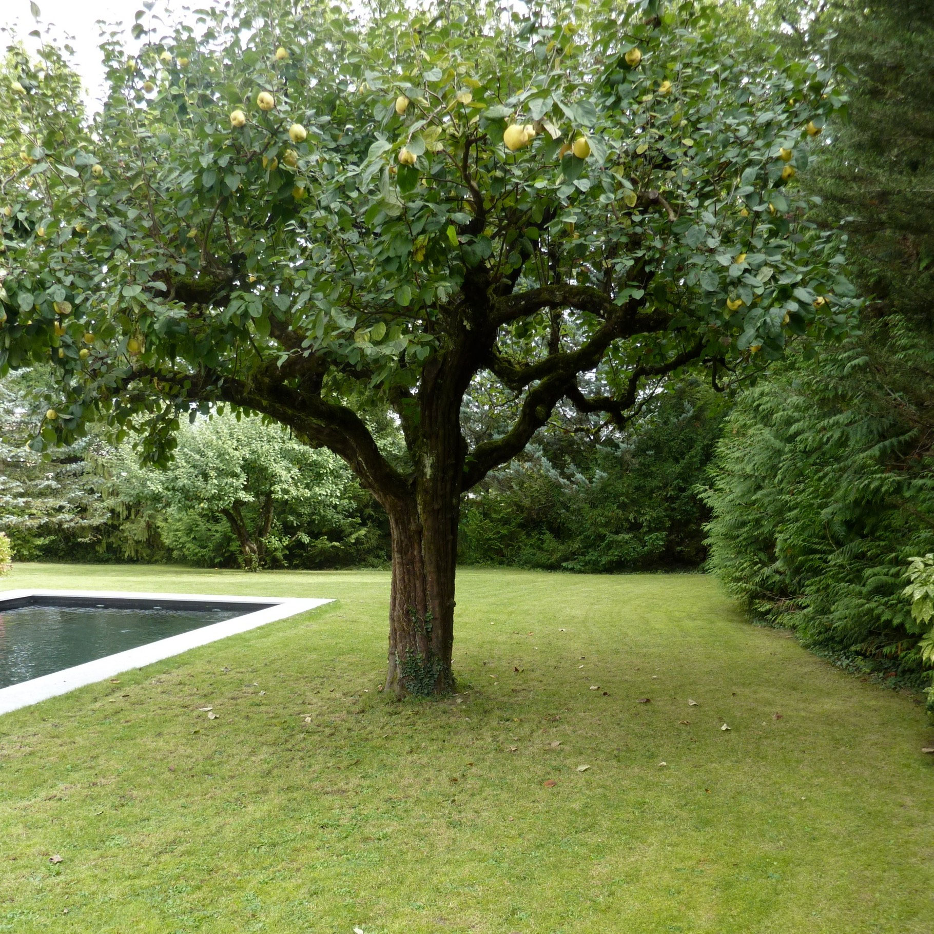 Piscine Conches — vue 4