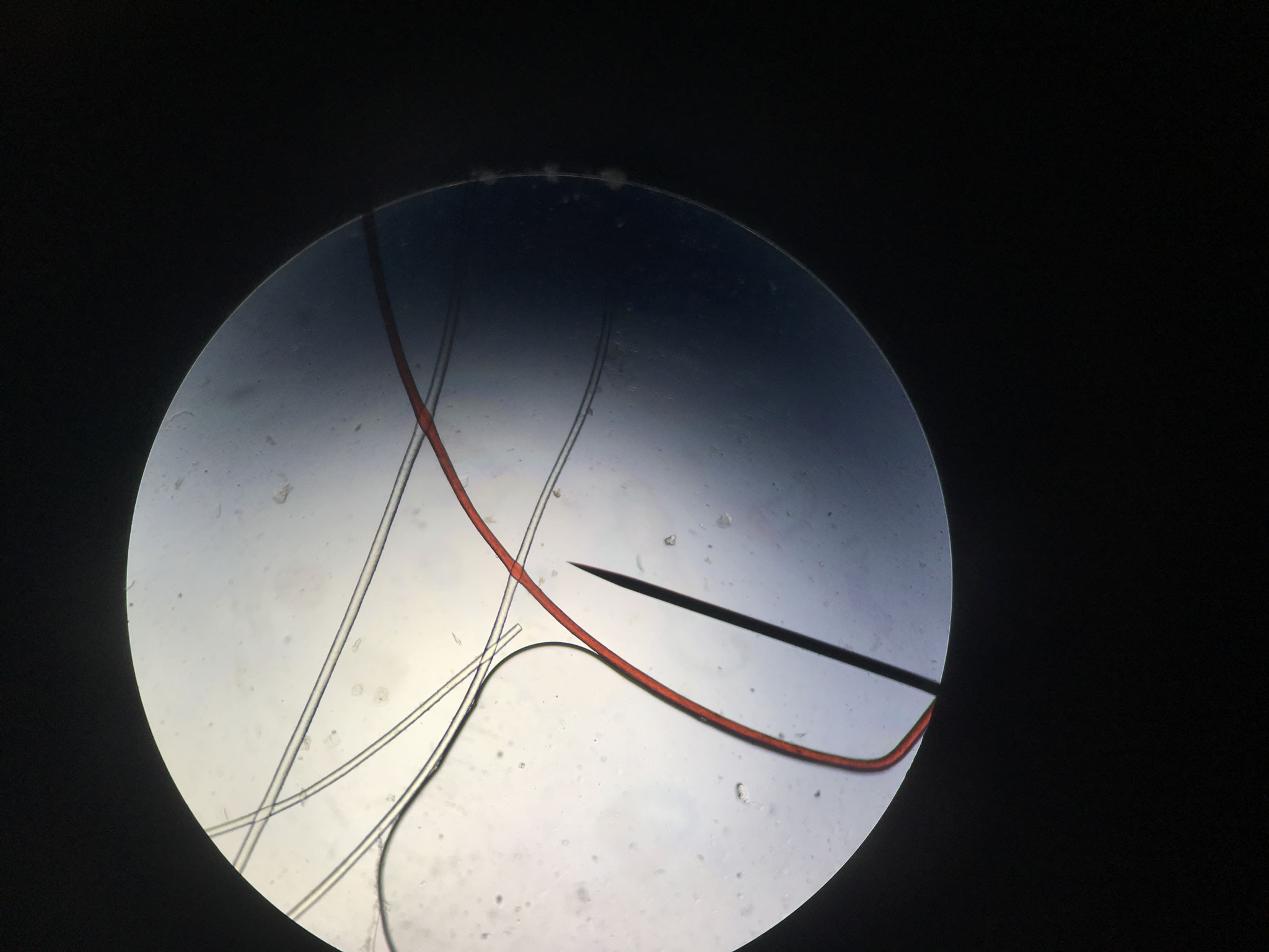 Fibre de Cachemire