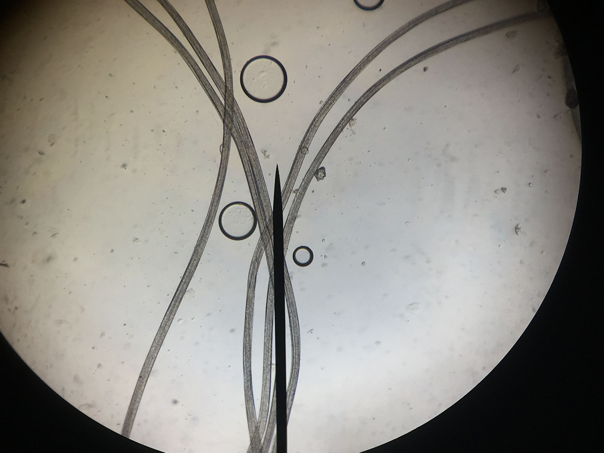 Fibre de Vicose (Rayonne)