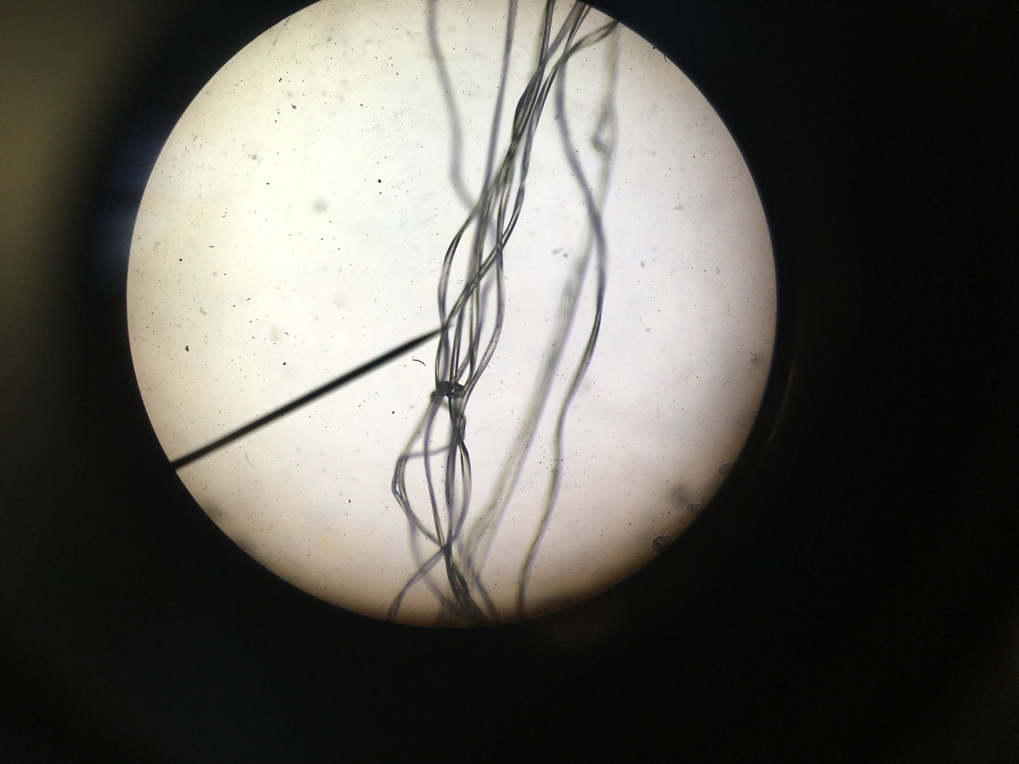Fibre de Lin 