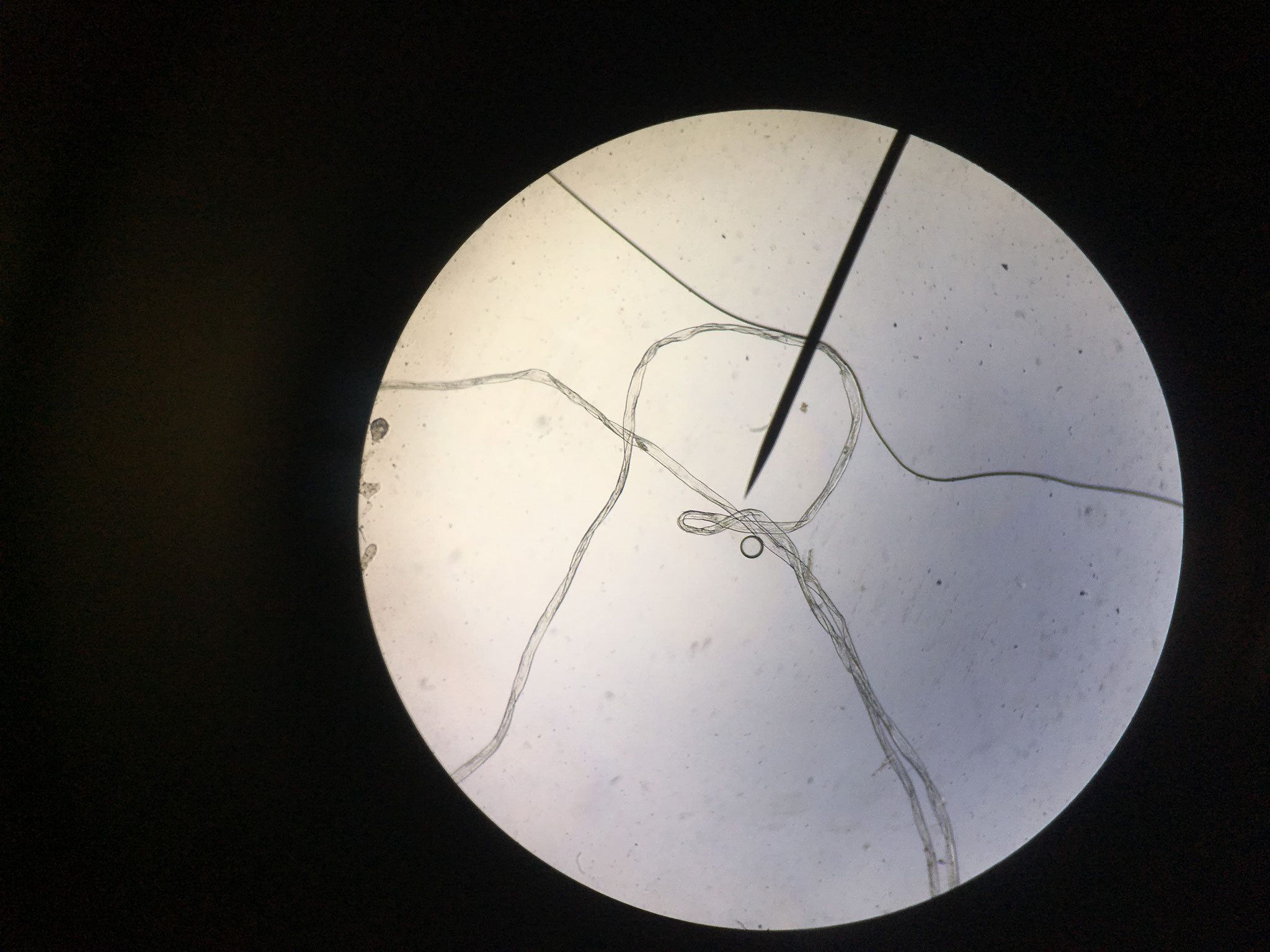 Fibre de Lycocelle (Rayonne)