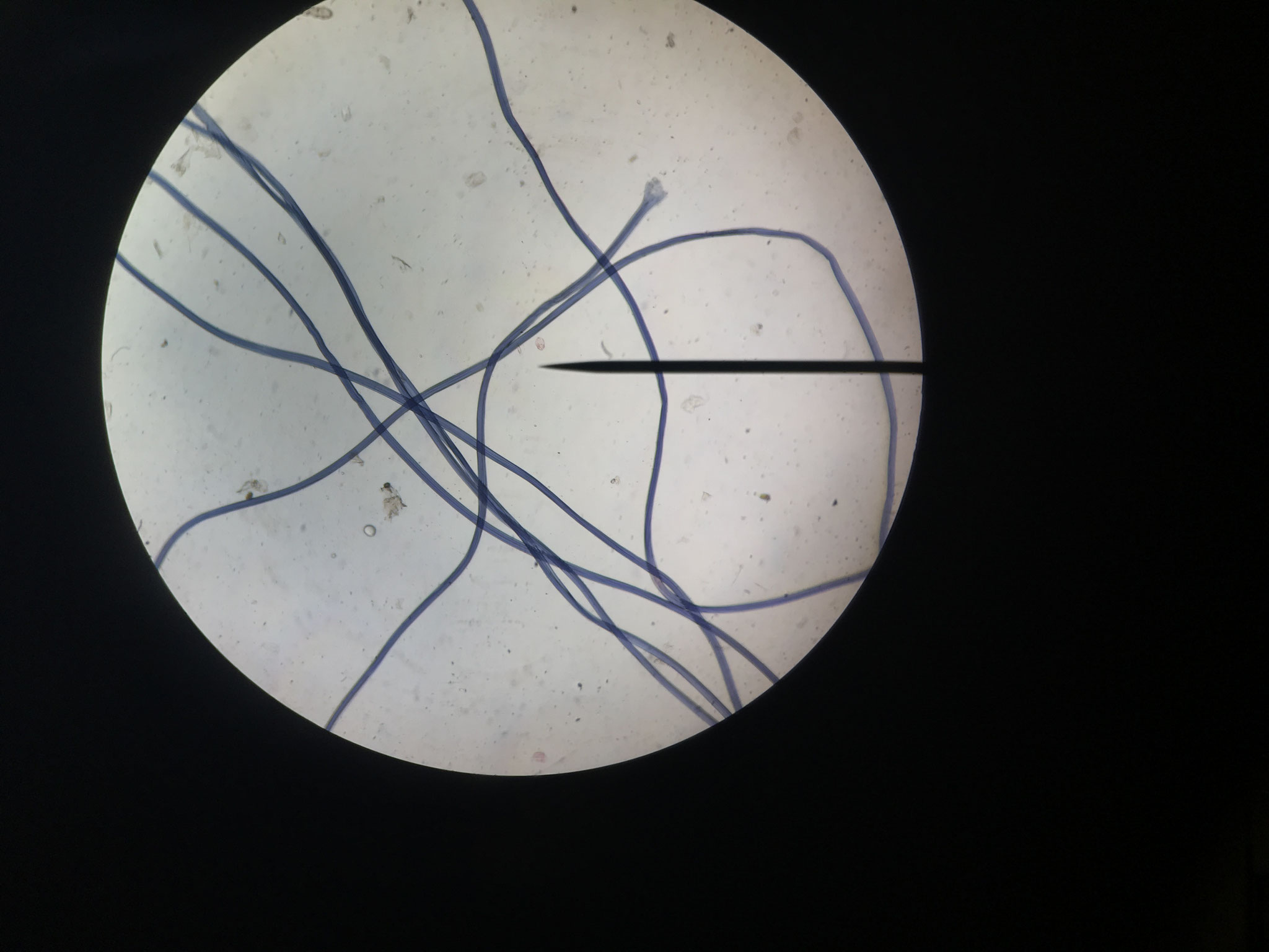 Fibre de Rayonne