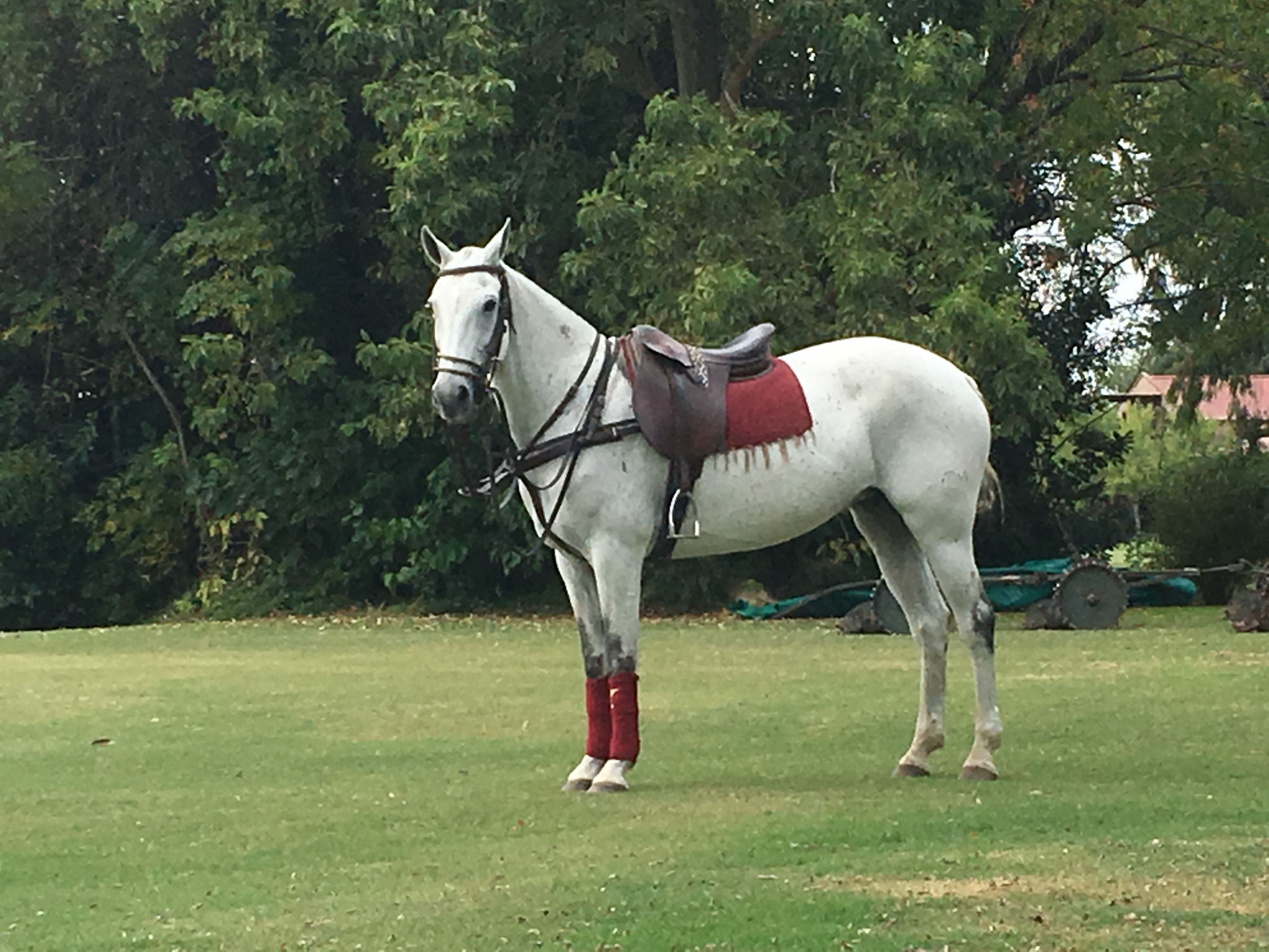 Polo Horses for sale Polo In Pilar