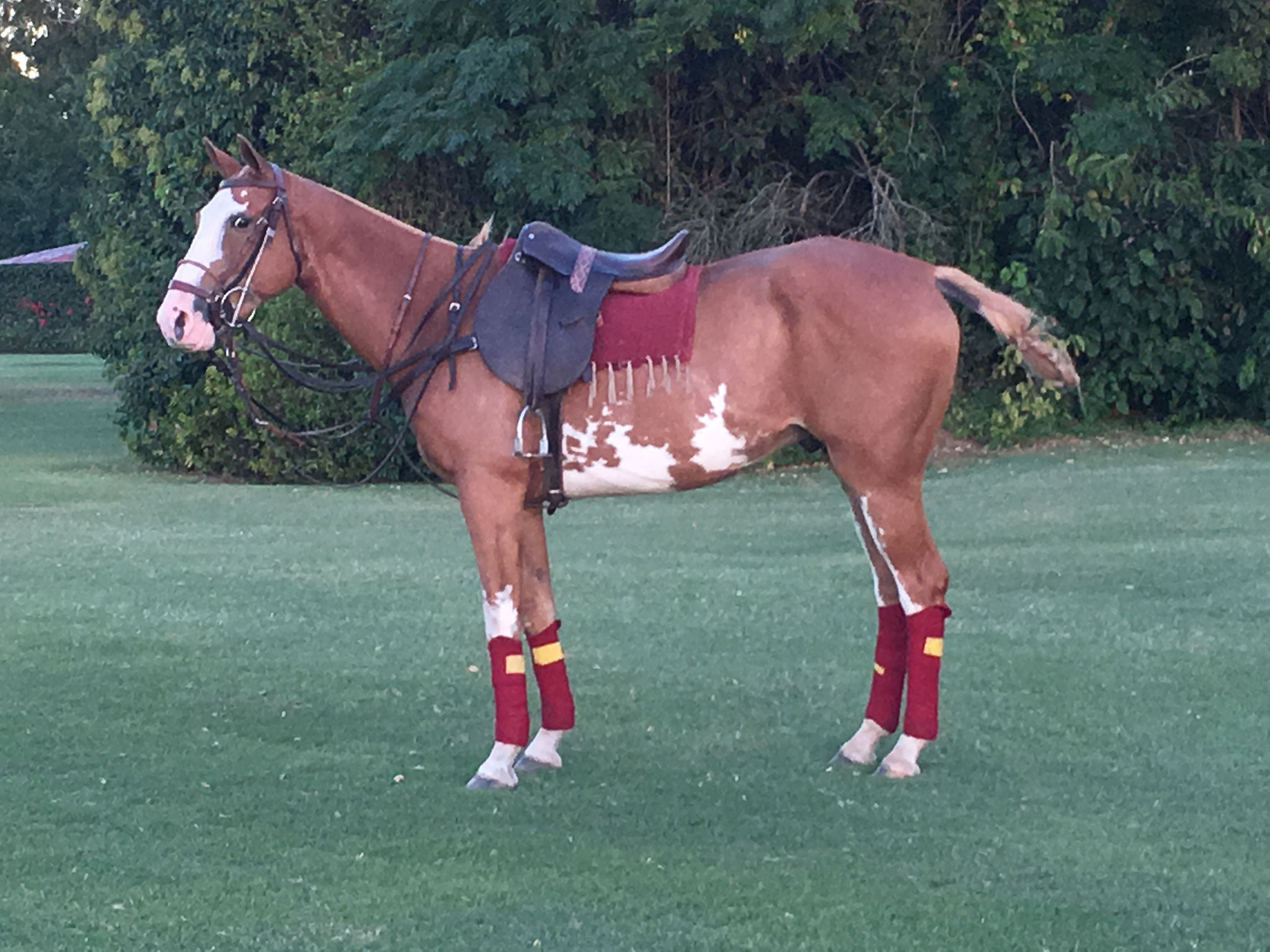 Polo Horses for sale Polo In Pilar