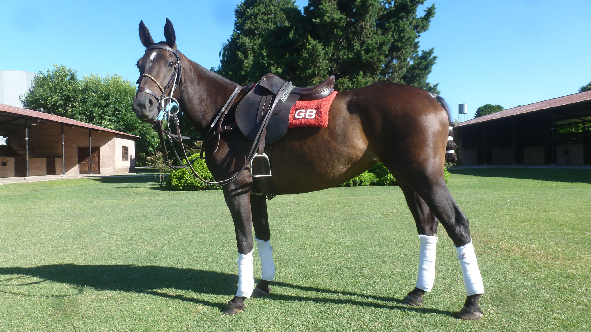Polo Horses for sale Polo In Pilar