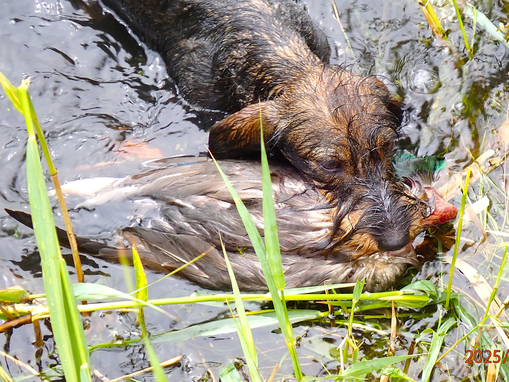 Amsel landet die Ente an.