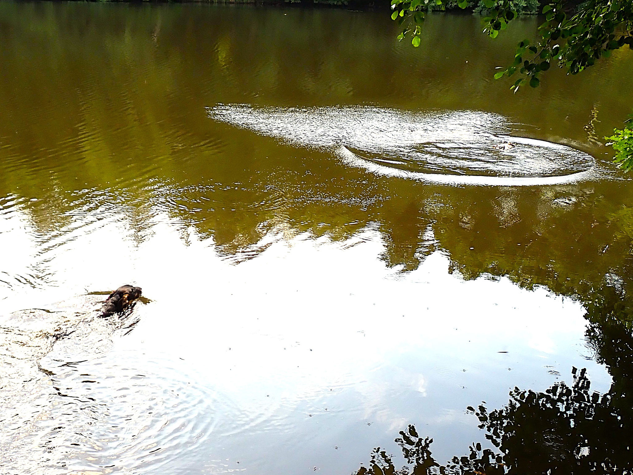 Für Alpha ist keine Schwimmstrecke zu lang.