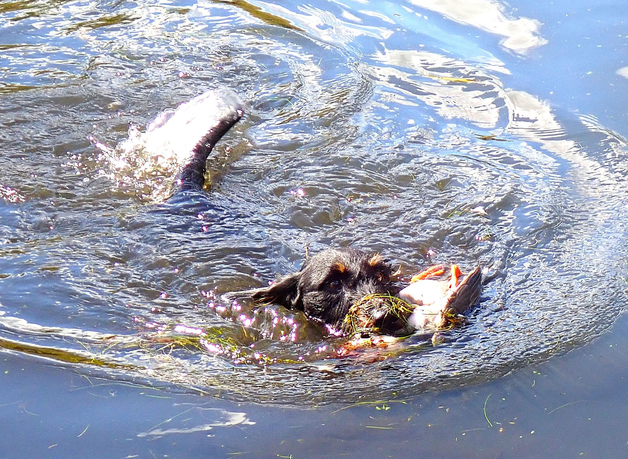 Auch Carlo arbeitet sehr gut.