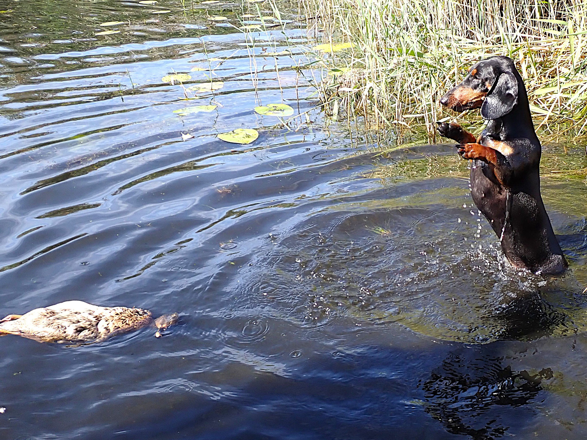 Elfi weiß noch nicht, dass sie schwimmen kann.