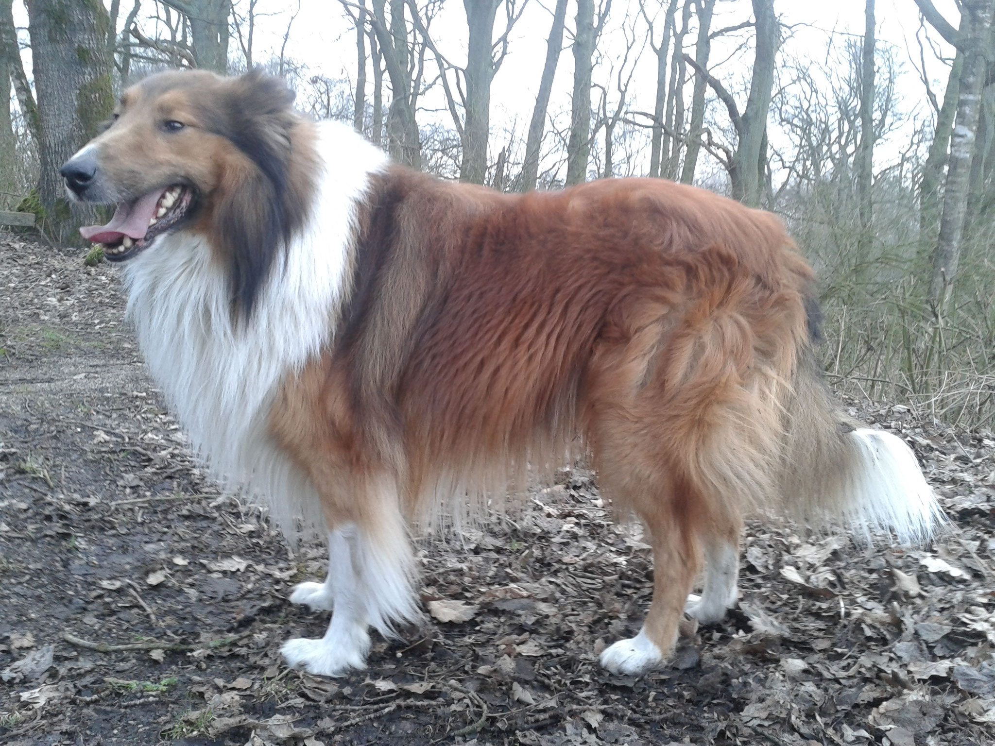 Ruden Collies Faithful Gentledogs