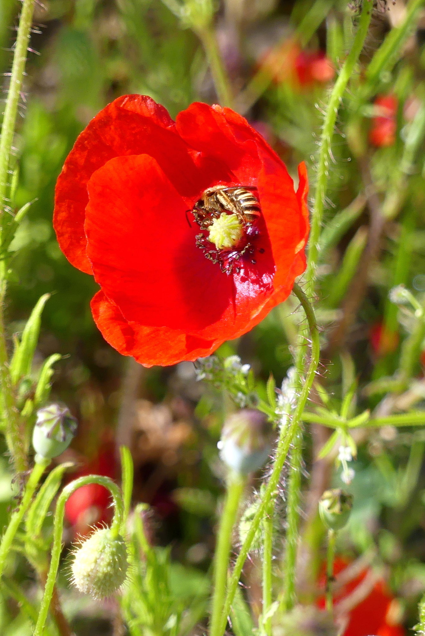 Weibchen einer Gelbbindige Furchenbiene in Mohnblüte