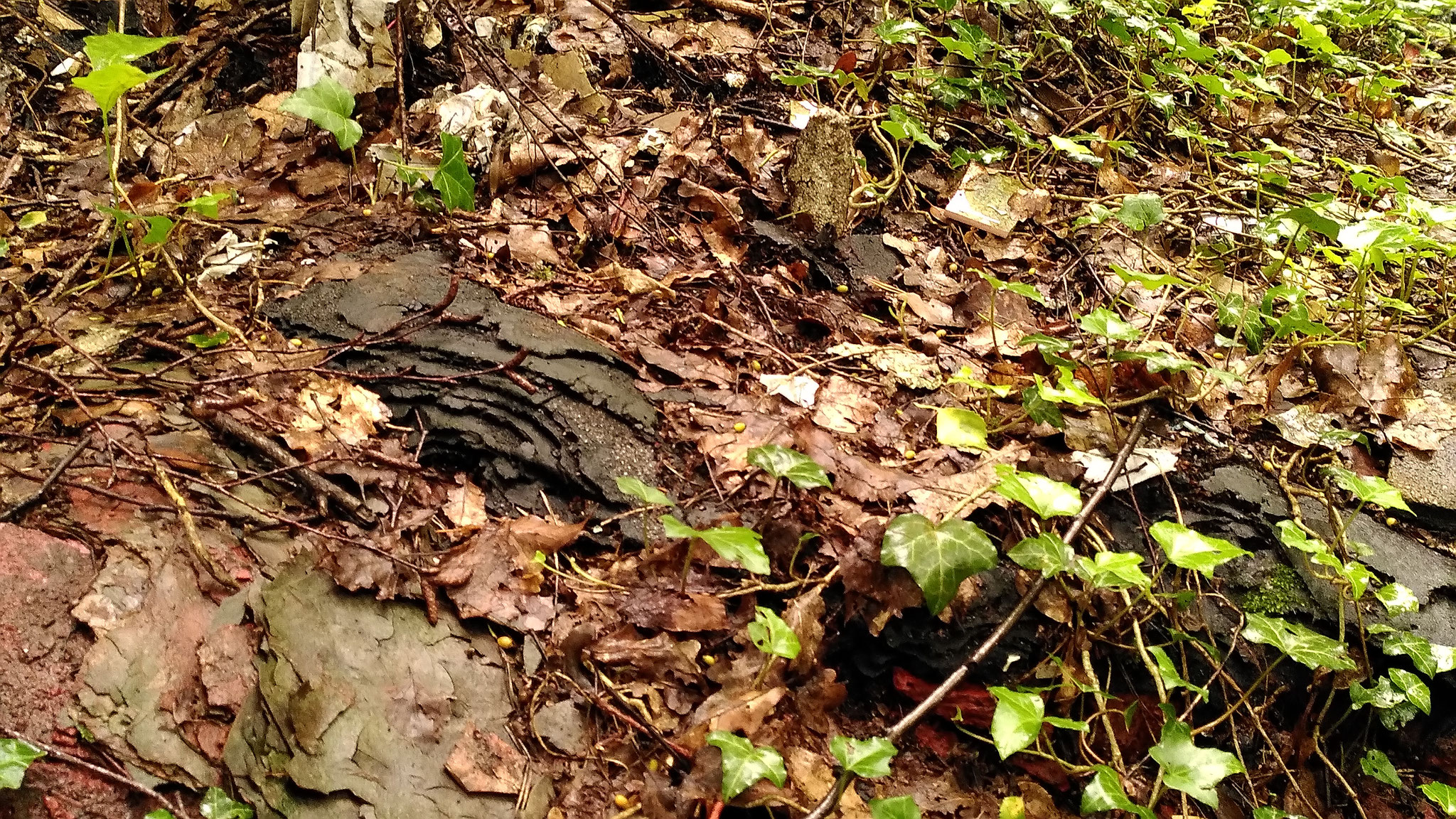 Copyright: BiHU VoG, Probenentnahmestelle 2 am Ufer des Teiches auf dem Kinder- und Jugendspielplatz Hochheid, Hergenrath