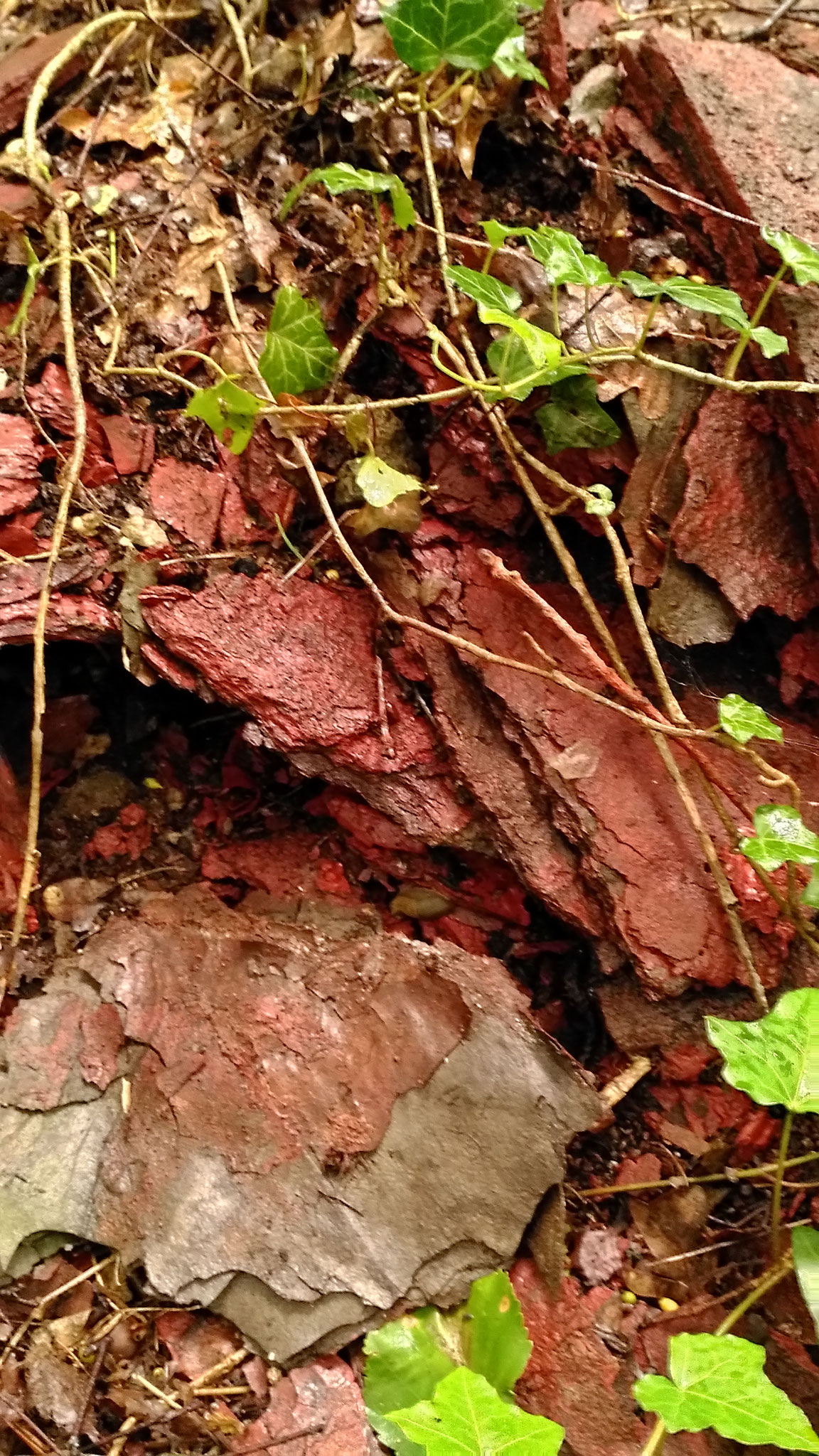 Copyright: BiHU VoG, Probenentnahmestelle 3 am Ufer des Teiches auf dem Kinder- und Jugendspielplatz Hochheid, Hergenrath