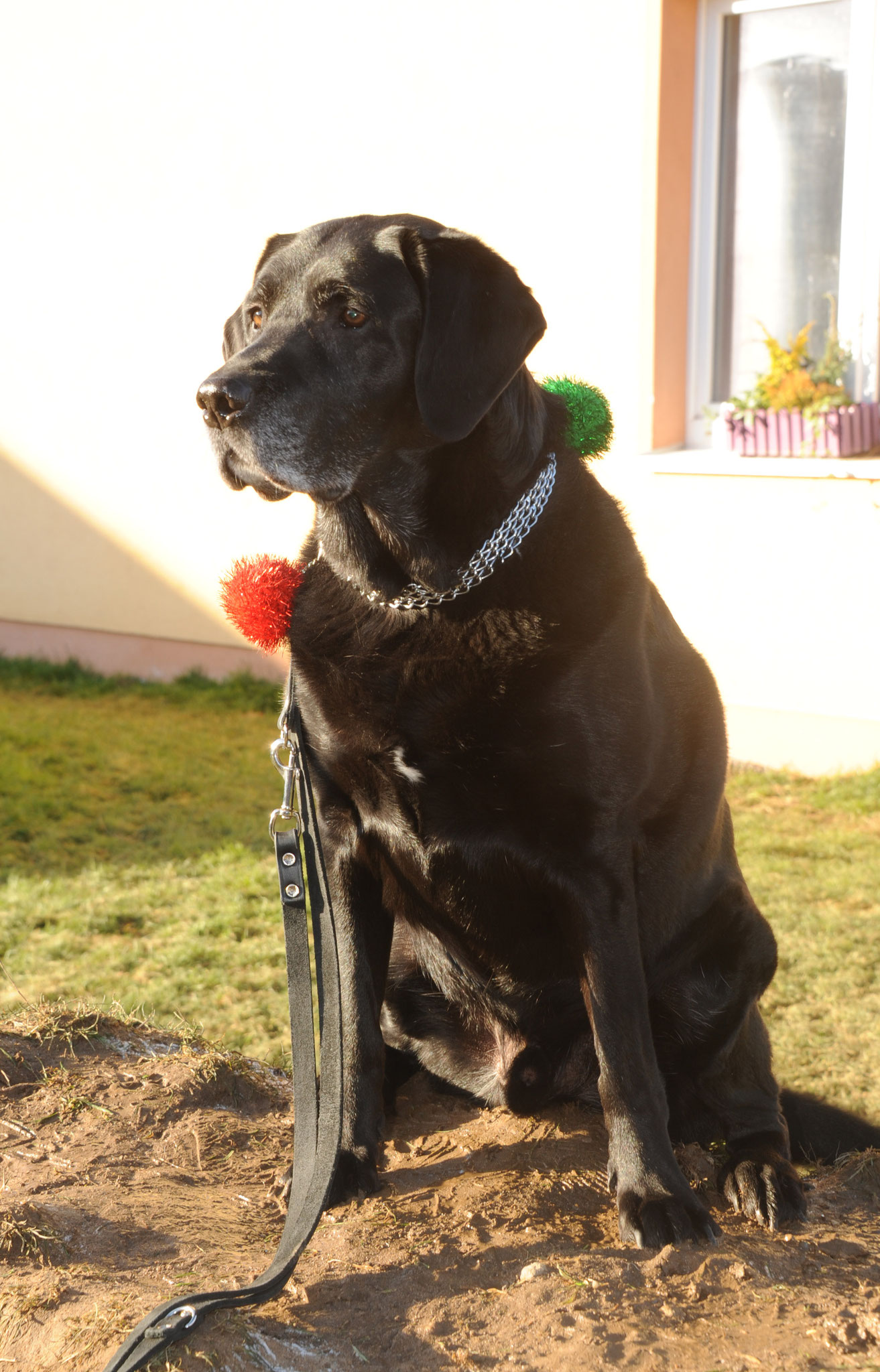 Chuck mit Weihnachtsbommeln, prima