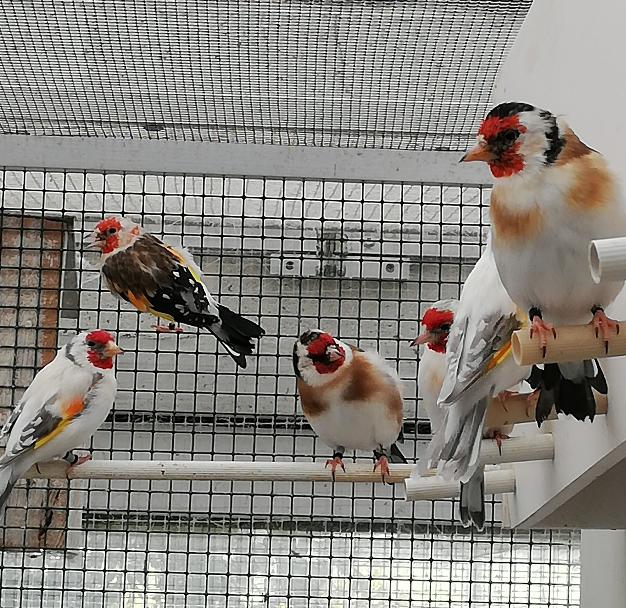 VRAAG EN AANBOD Europese cultuurvogels kweken door Hugo Jolling