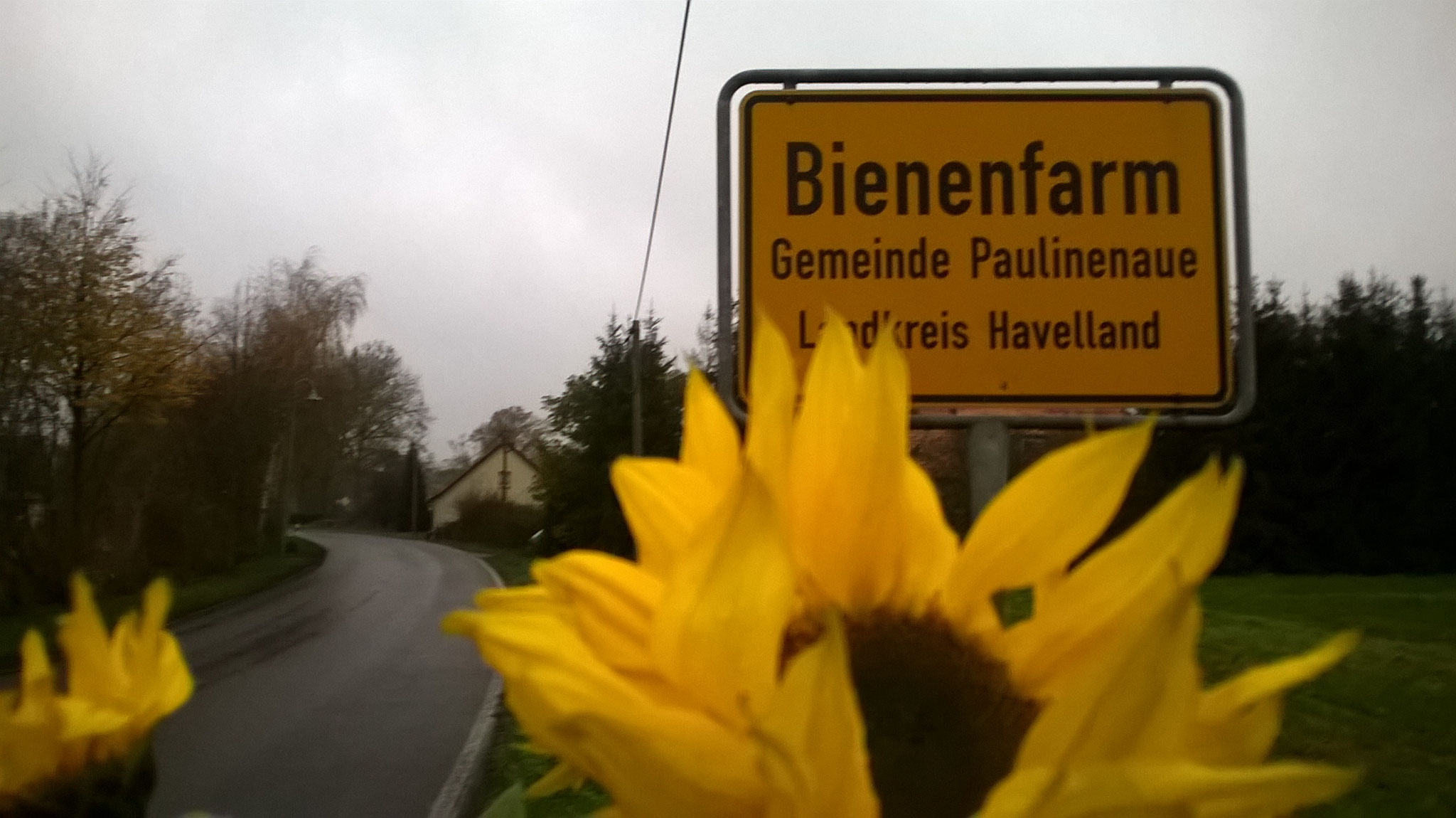 Zurück marschiere ich den Radweg nach Paulinenaue, vorbei am Dörfchen „Bienenfarm". Ein Feld schenkt mir letzte Sonnenblumen!!