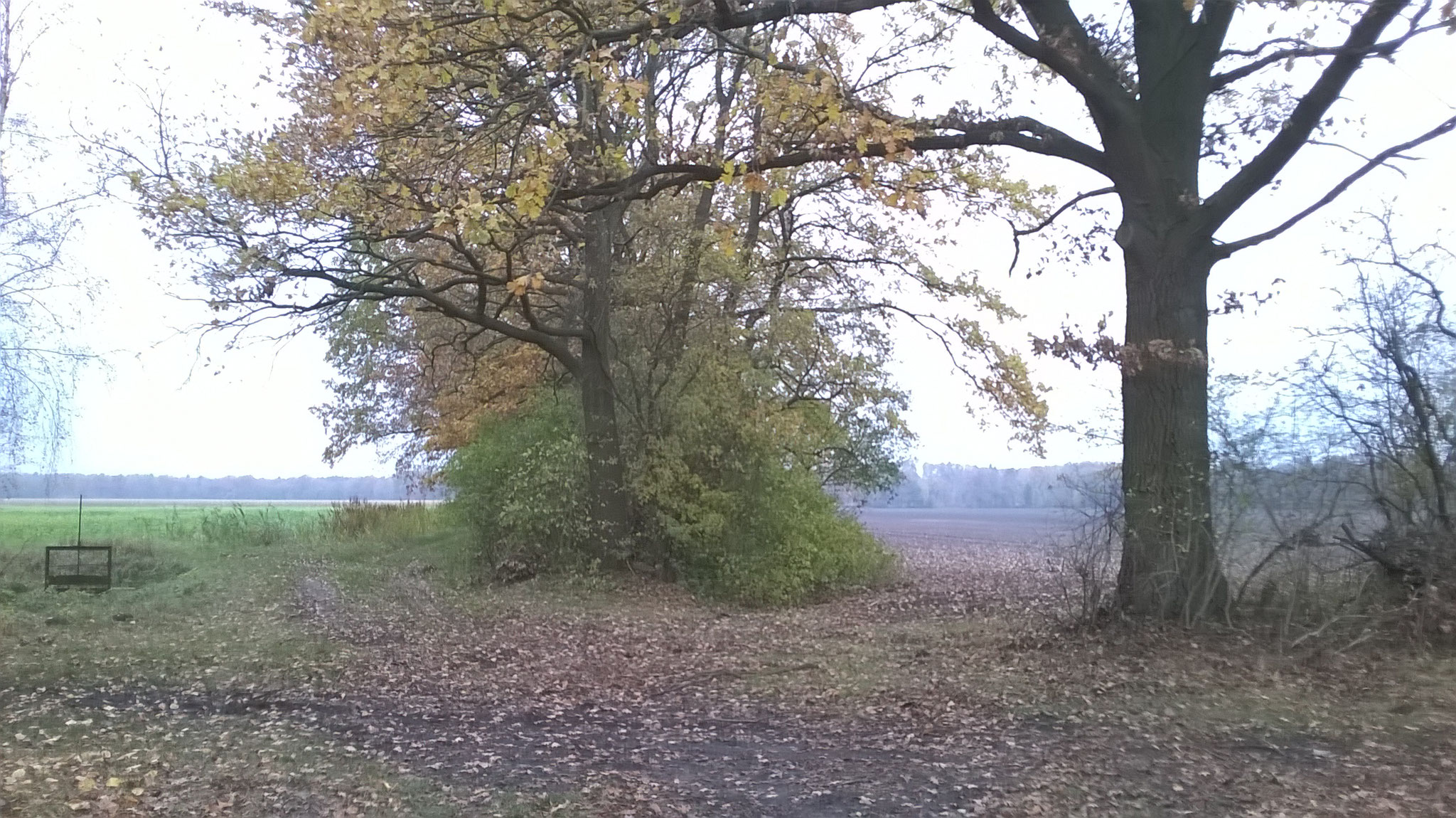 Es ist, als enthielten die kahlen Äcker, der verhangene Himmel, die sturmgebrochenen Bäume sämtlich eine Beimischung von Schwarzblau.