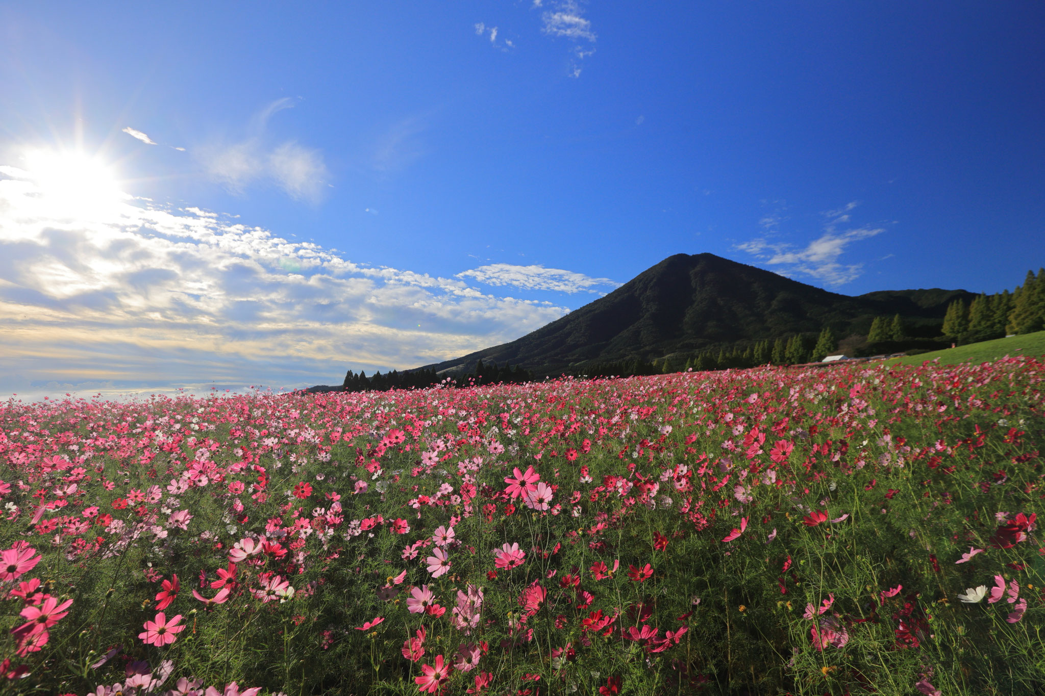 青空の下でにぎわうコスモス畑(10月12日 宮崎県)