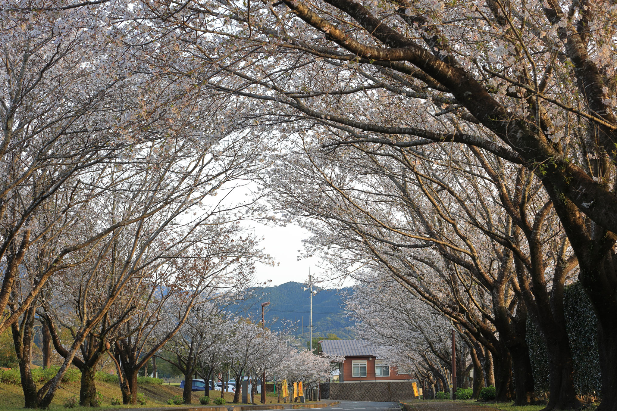 高山温泉ドーム入り口で見頃の桜並木(4月4日 肝付町)