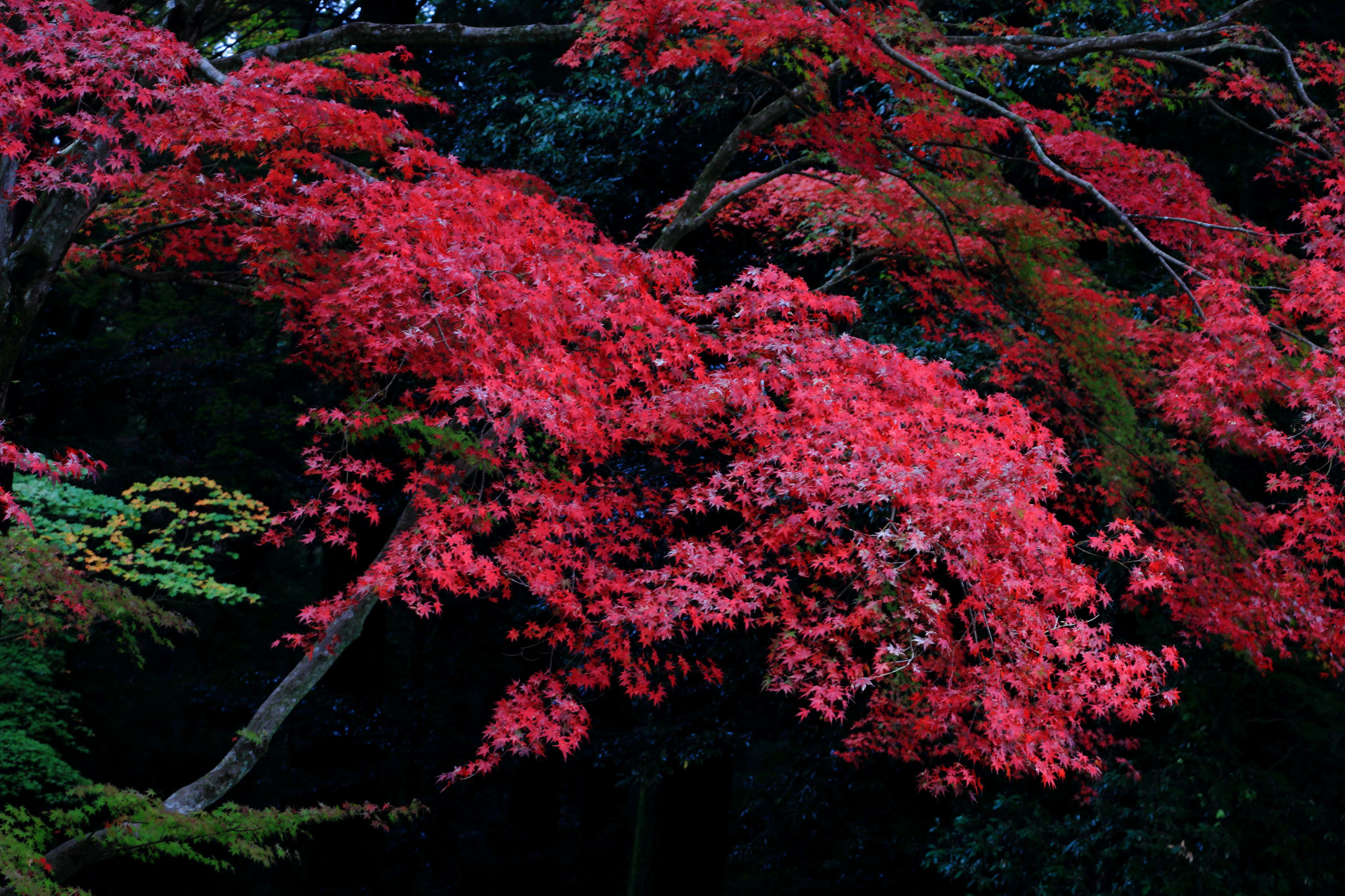 深紅の色を魅せるもみじの美しさ