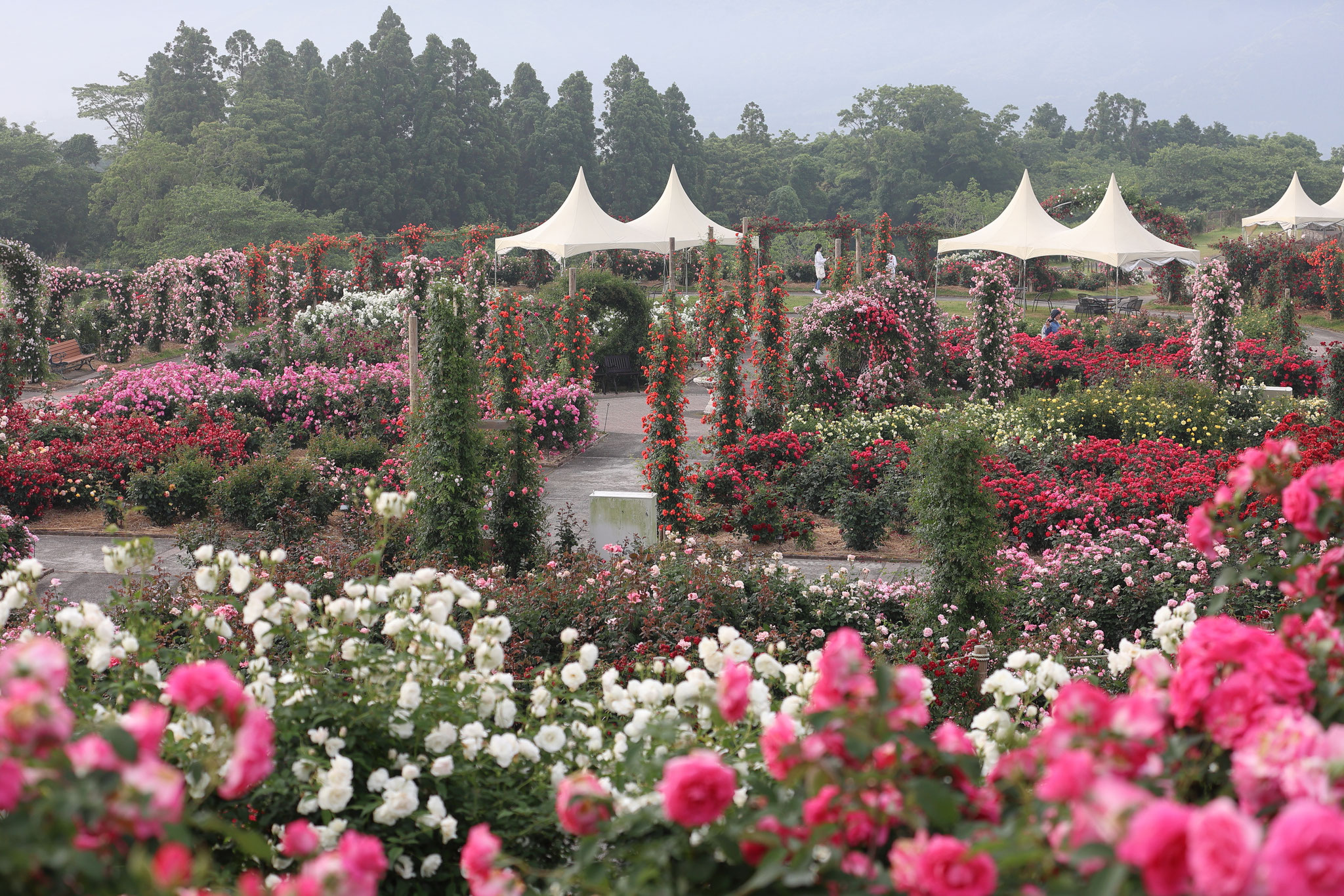 癒しの花園(5月8日 鹿屋市)