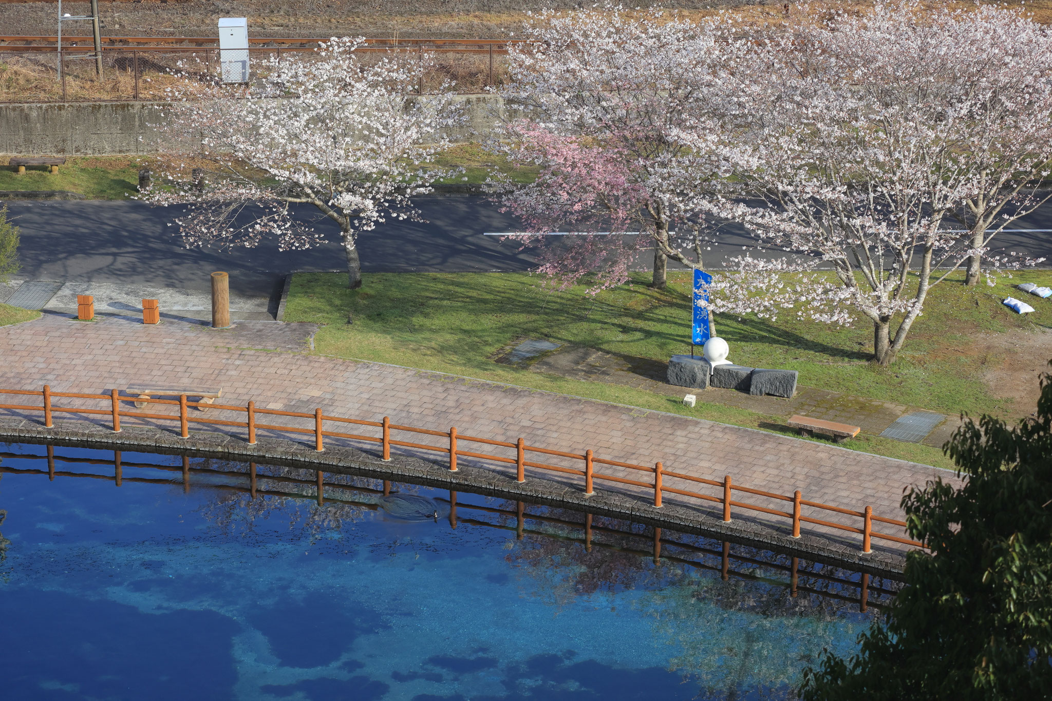 透き通った丸池湧水の池と桜(3月30日 湧水町)