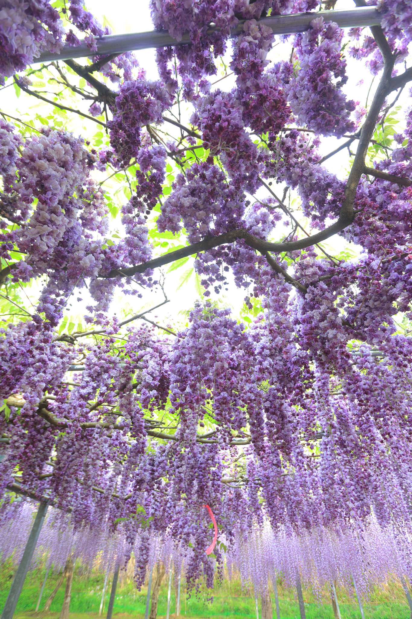 ブドウのような藤の花(4月20日 霧島市)