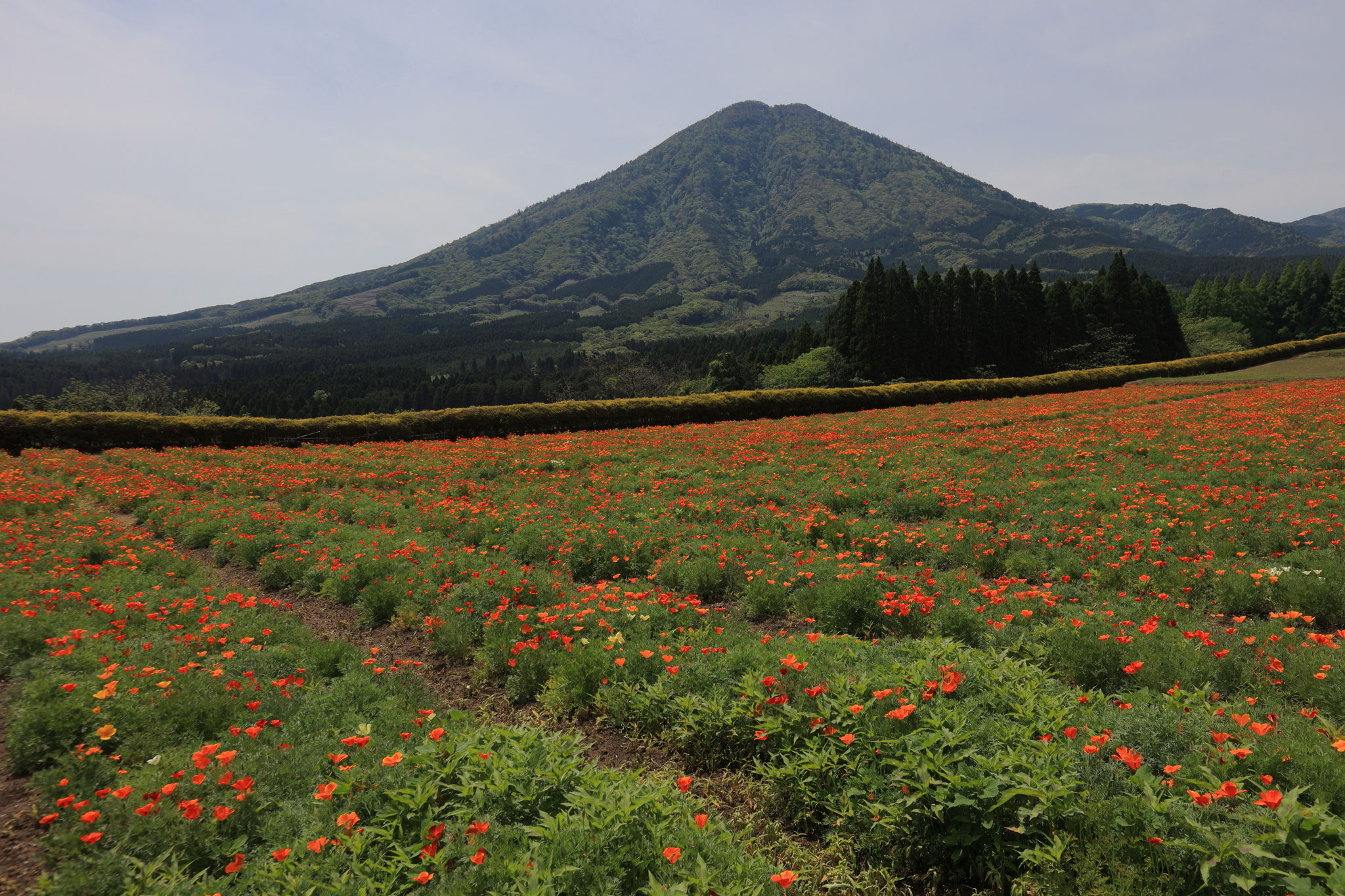 沢山のカリフォルニアポピー(5月3日　宮崎県小林市)