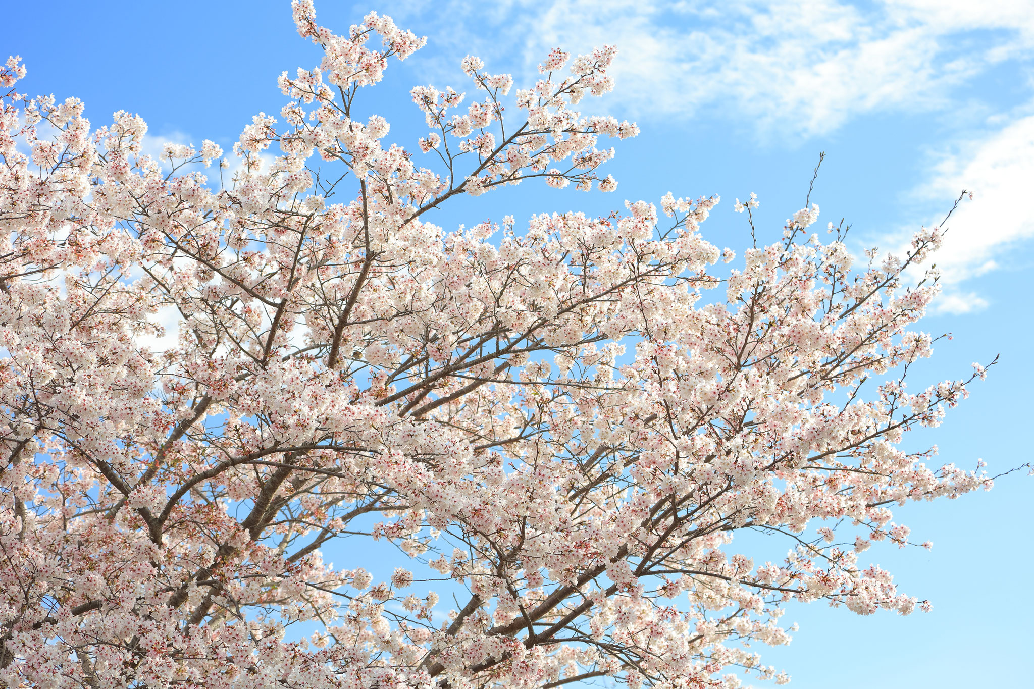 青空と桜が美しい(4月1日 湧水町)
