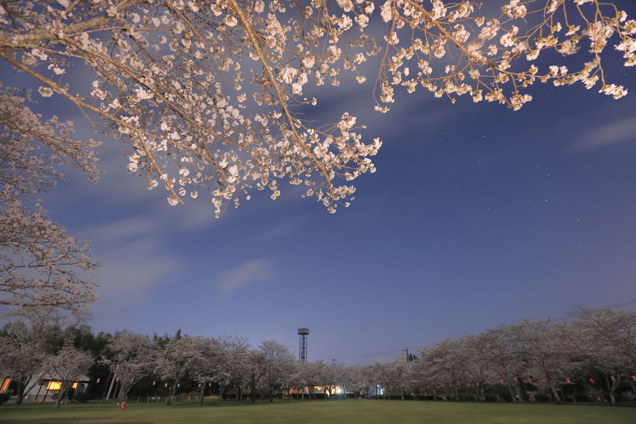 忠元公園で眺める夜桜(3月30日 伊佐市)