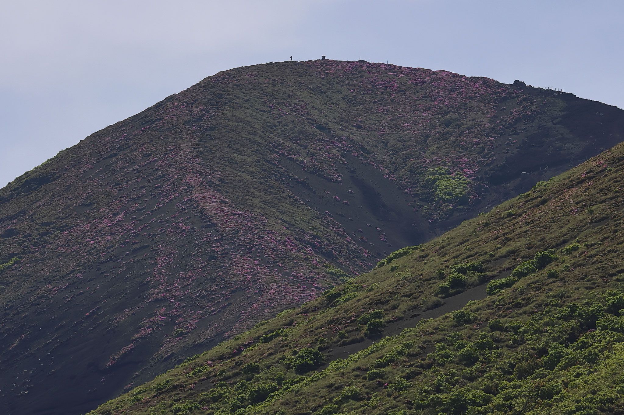 高千穂峰もミヤマキリシマがいっぱいあります(5月27日 宮崎県小林市)